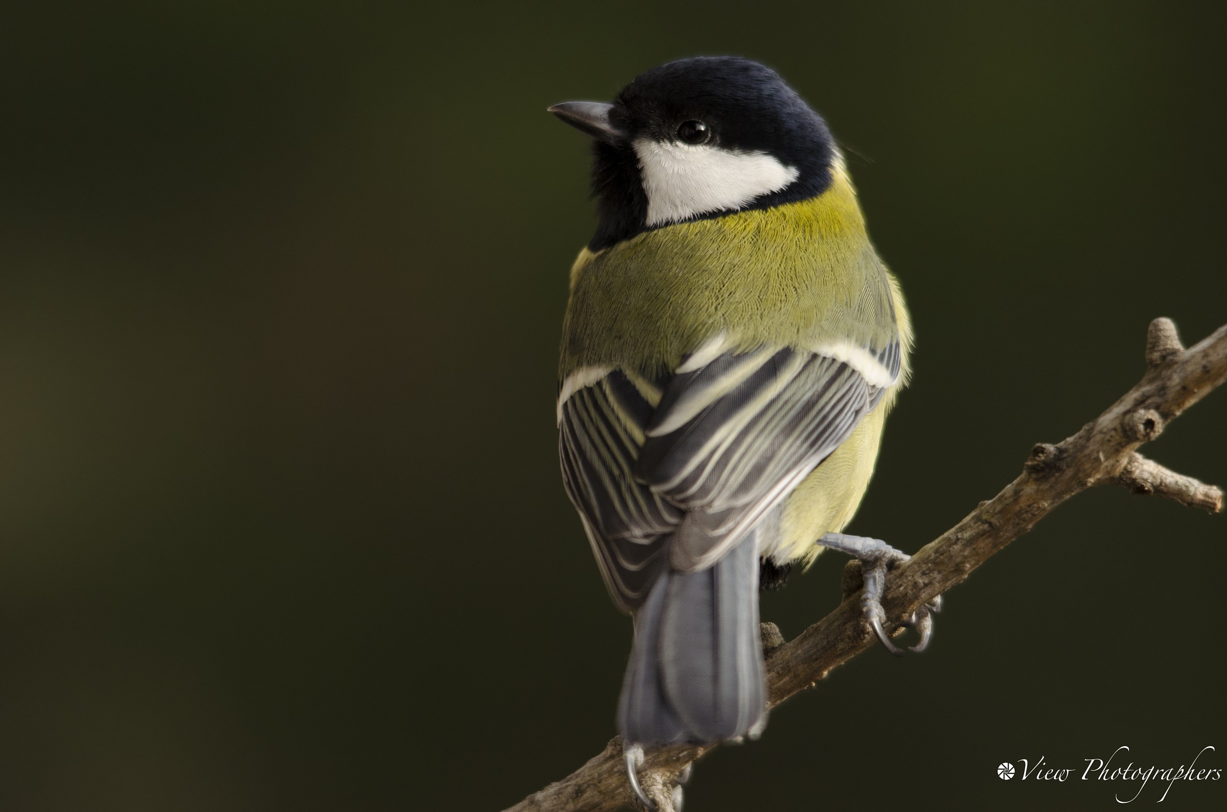 Great Tit