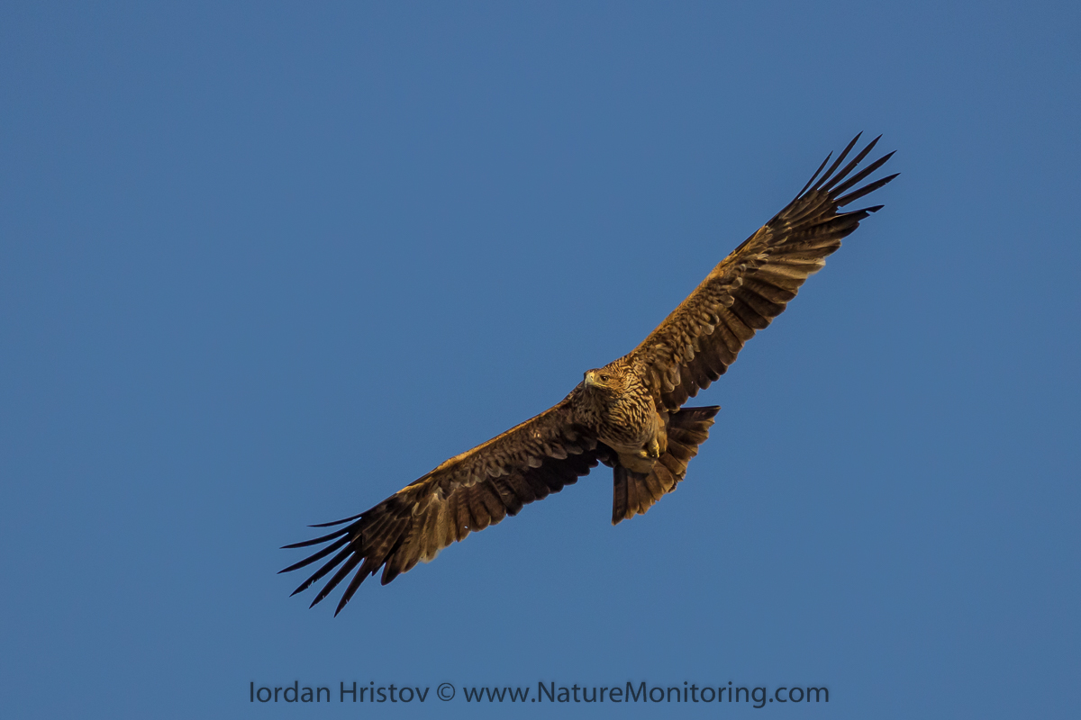 Eastern Imperial Eagle