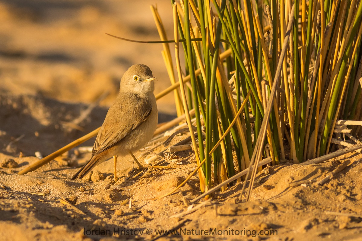 Asian Desert Warbler (Sylvia nana)