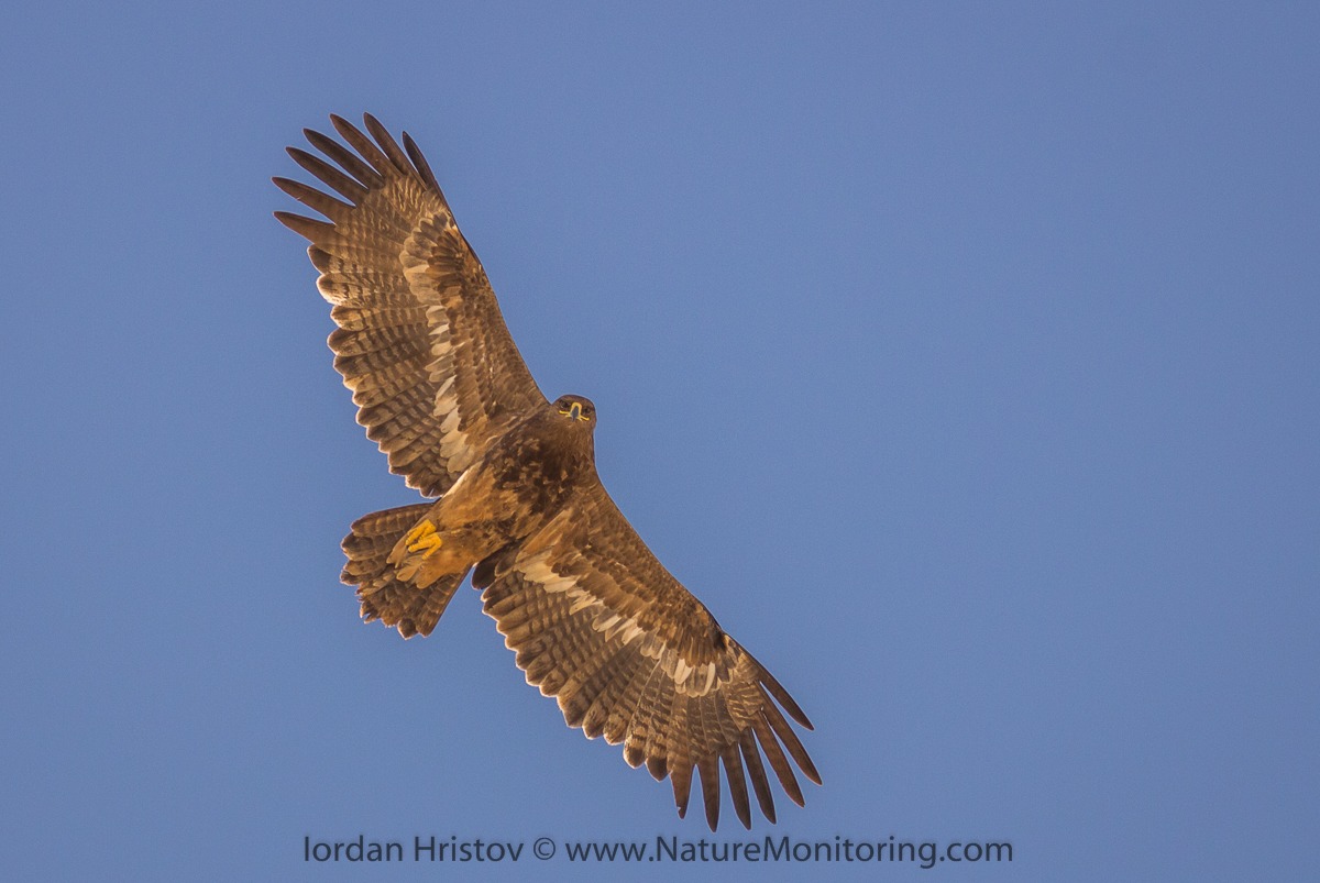 Steppe Eagle