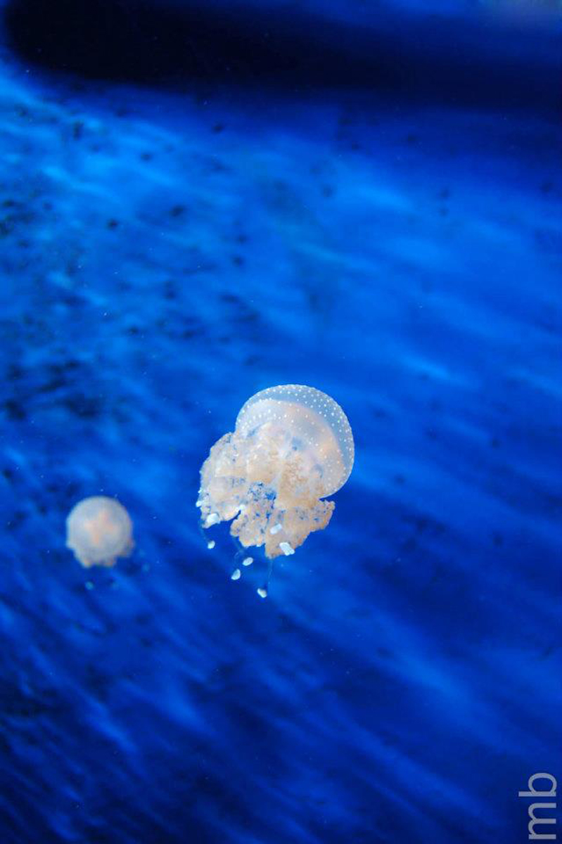 Jellyfish