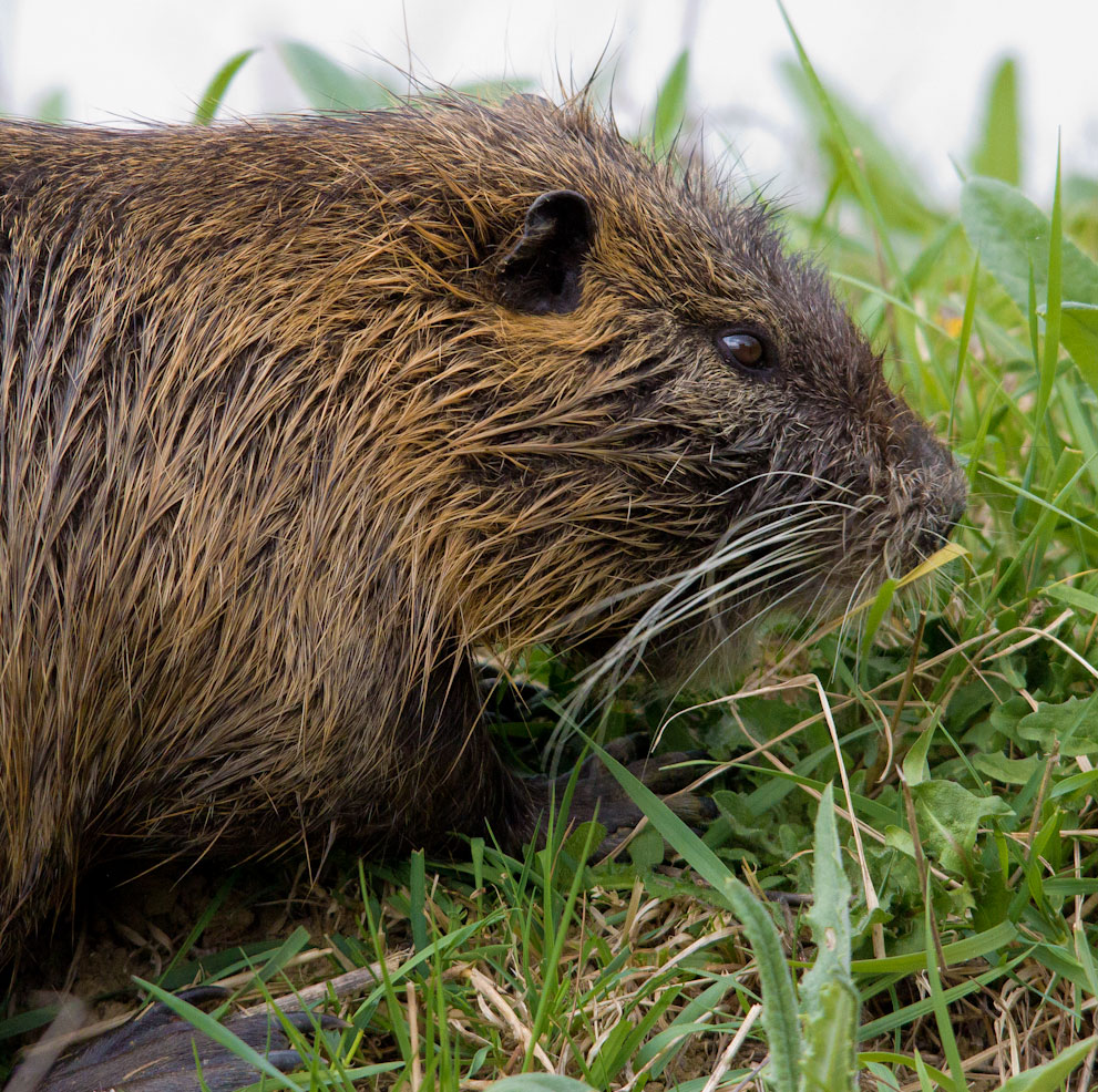 nutria