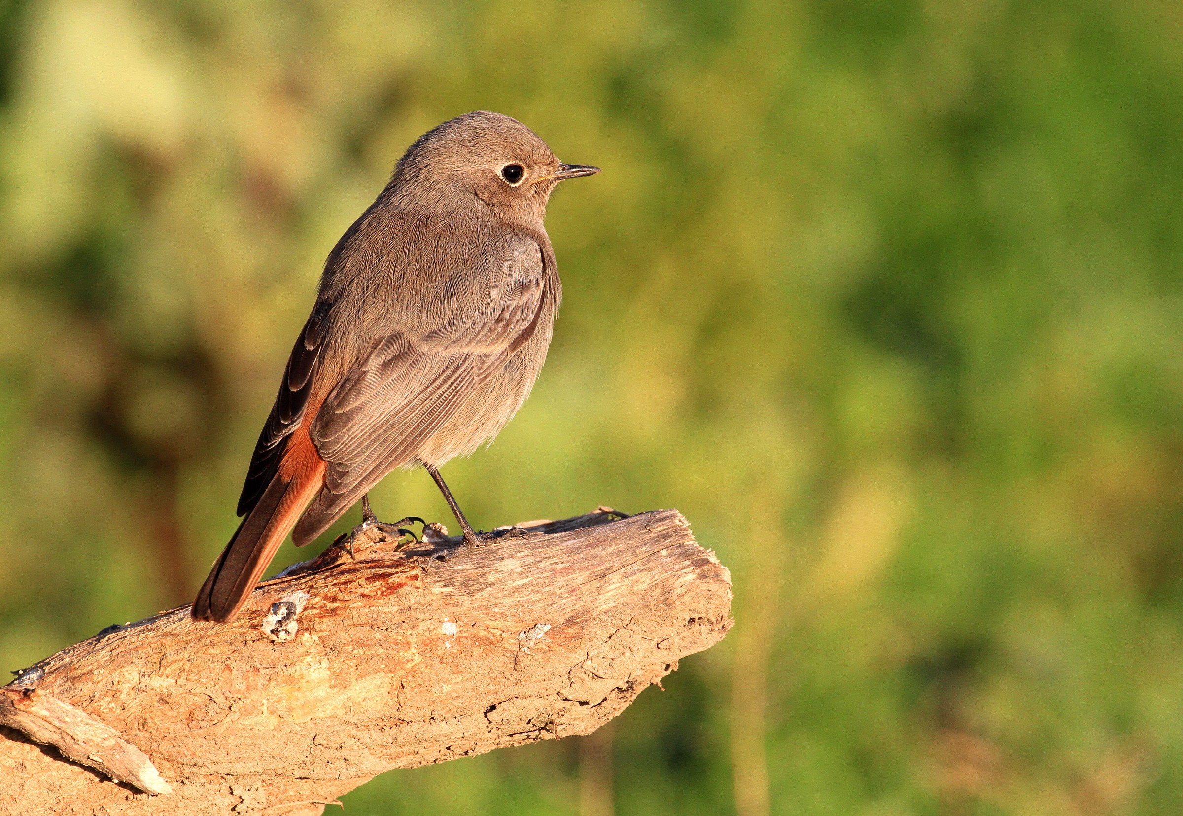 Black Redstart female