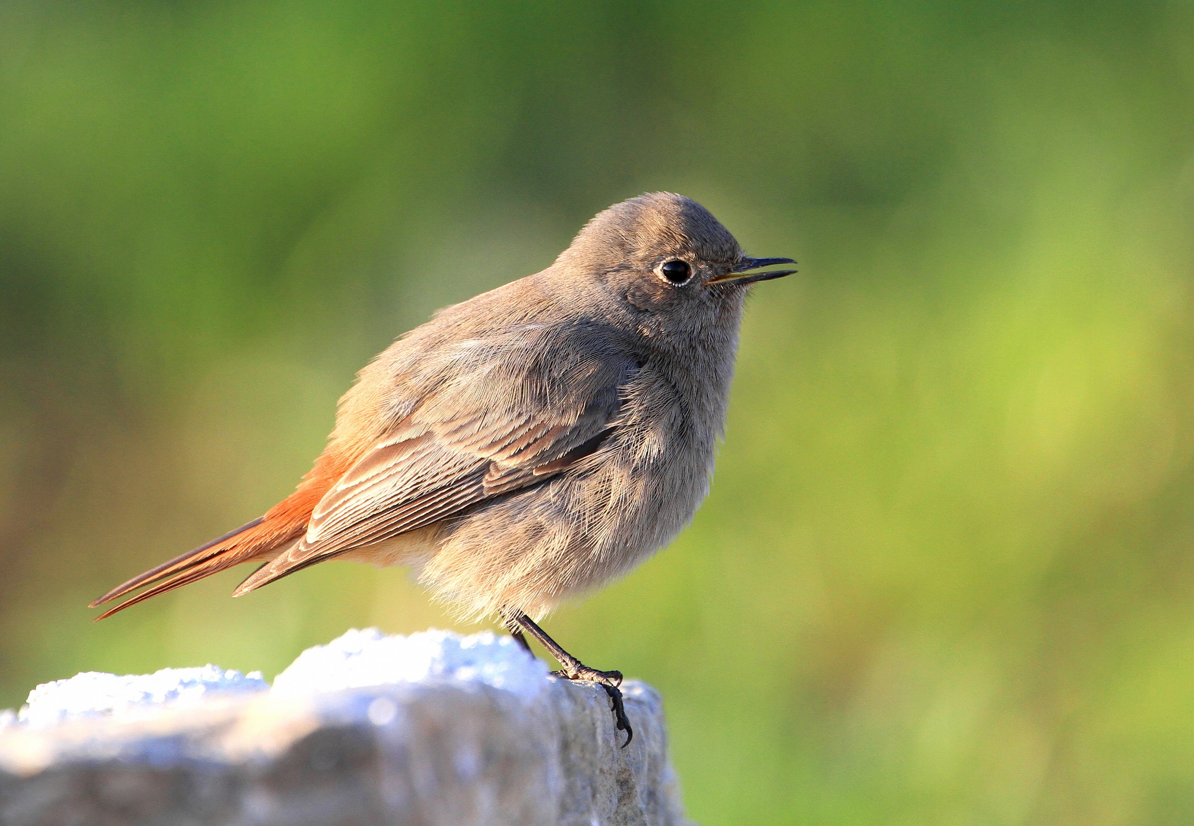 Black Redstart female