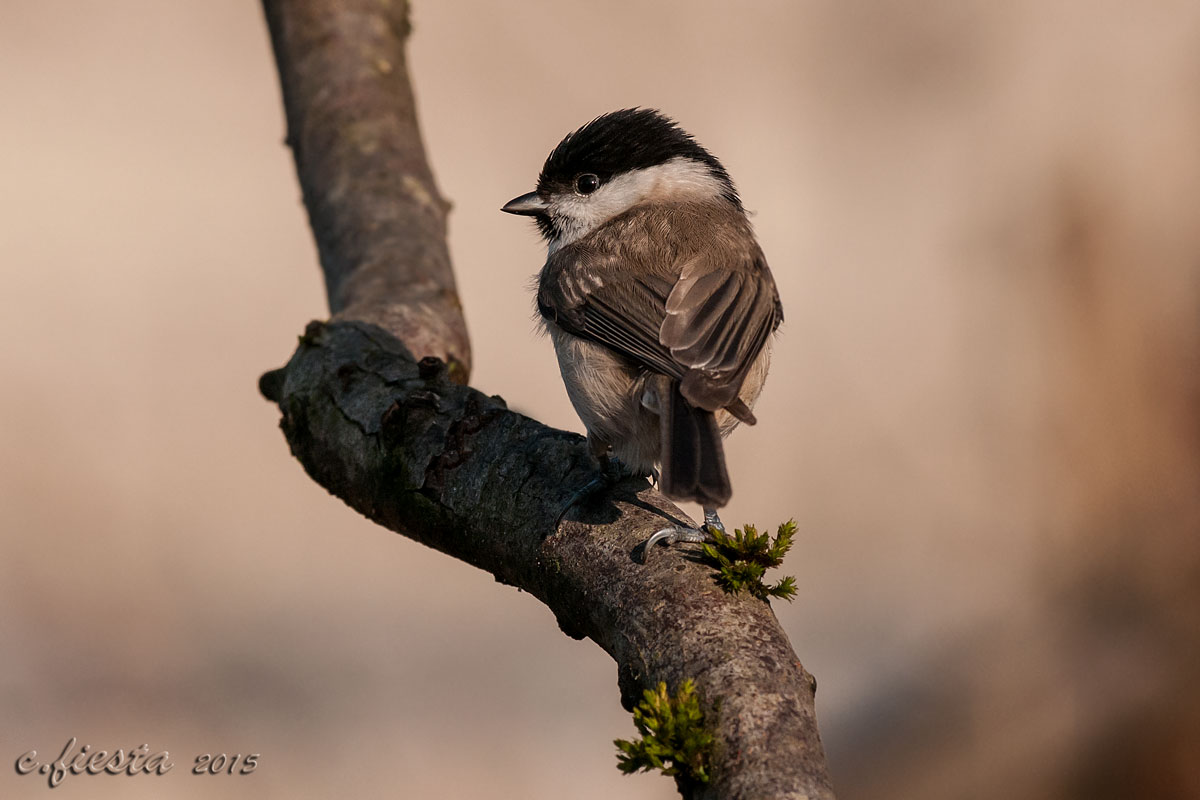 Excuse the shoulders ....