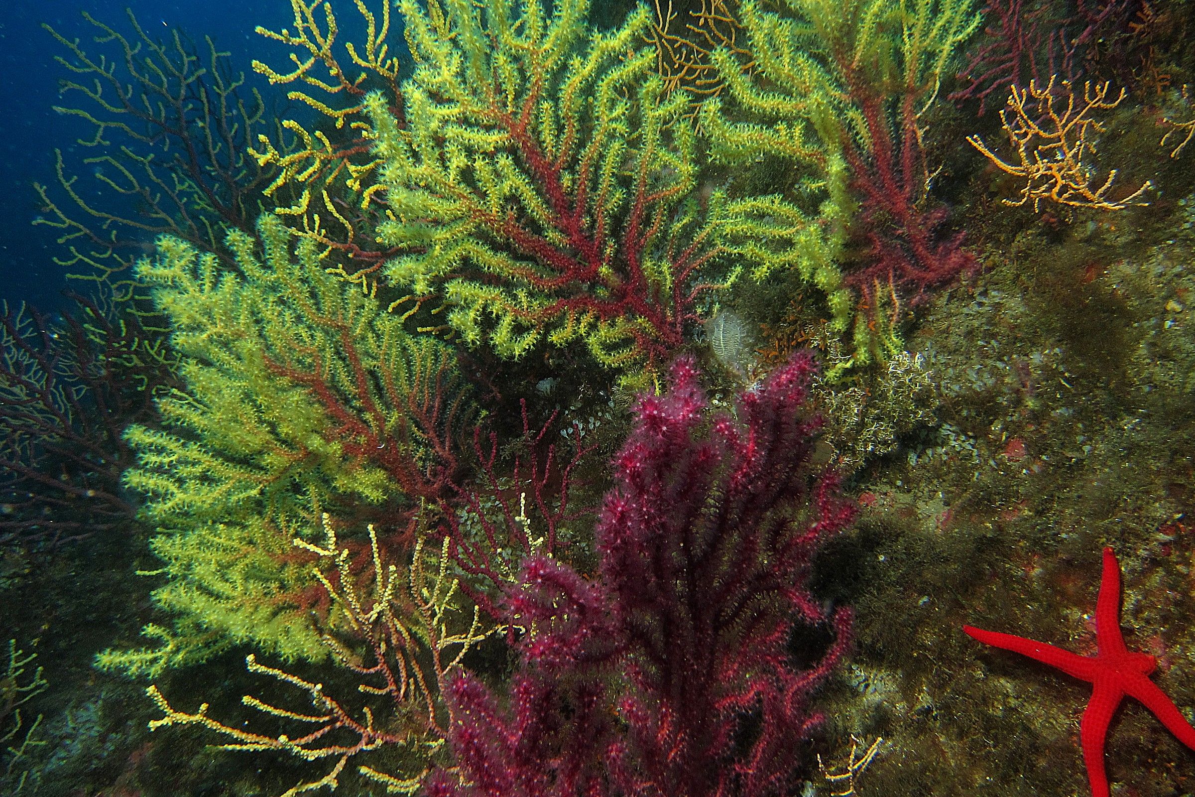 Strait of Messina-Staircase-Gorgonie