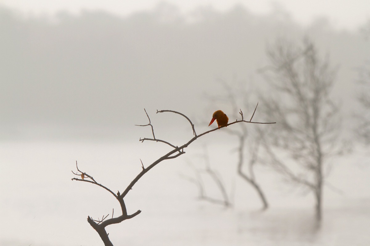 Kingfisher in the mist