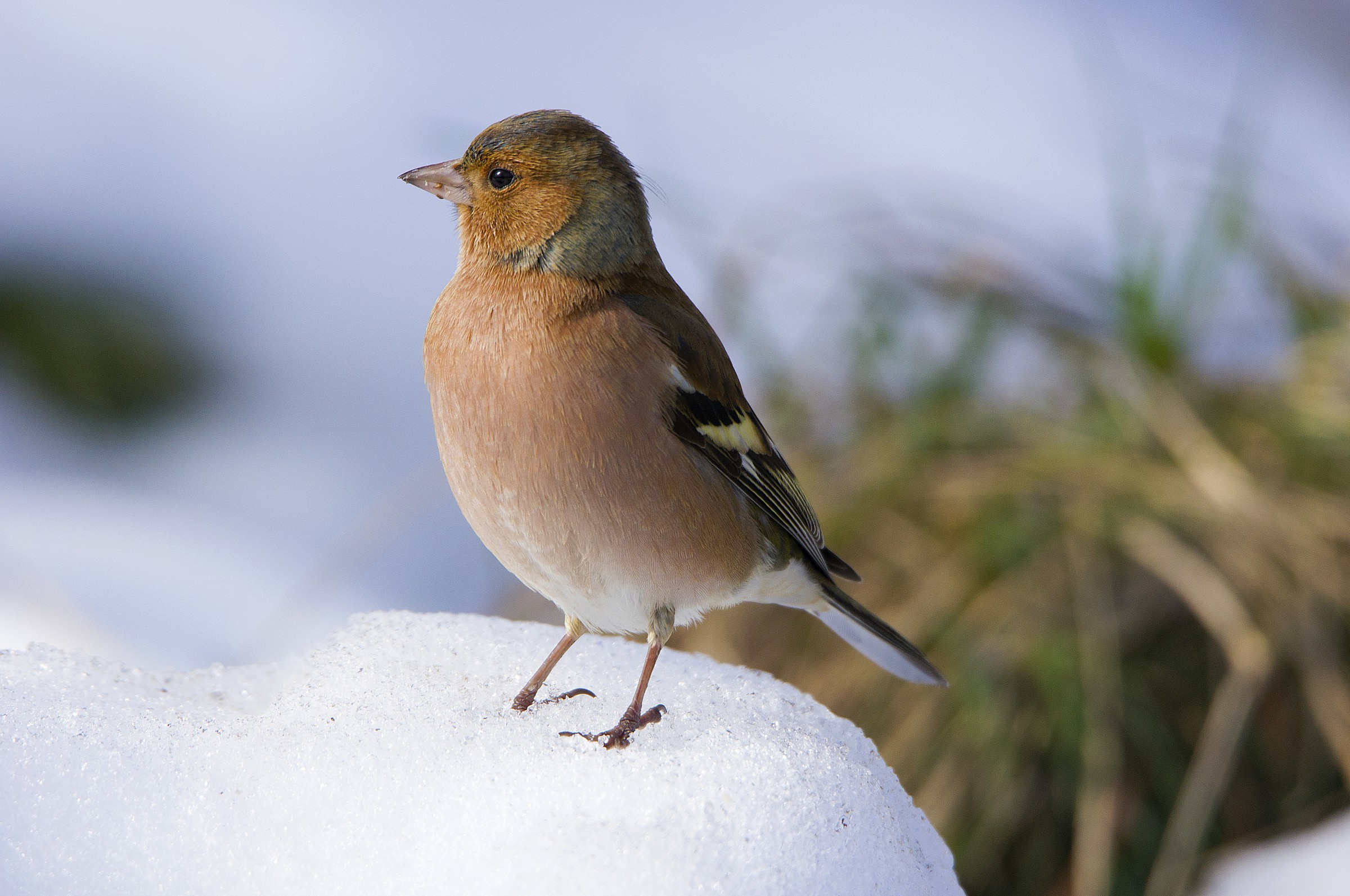 Chaffinch in the snow