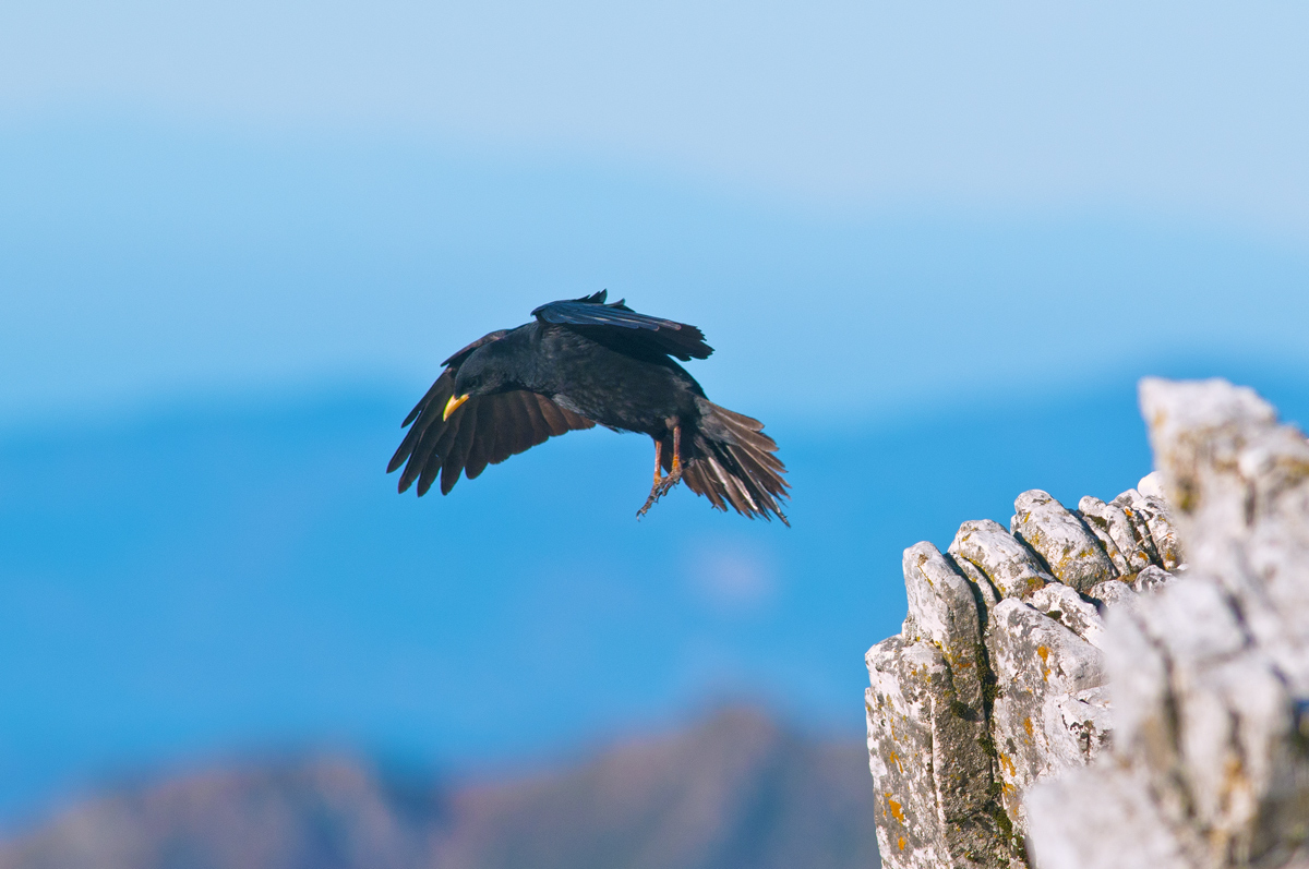 correnti ascenzionali