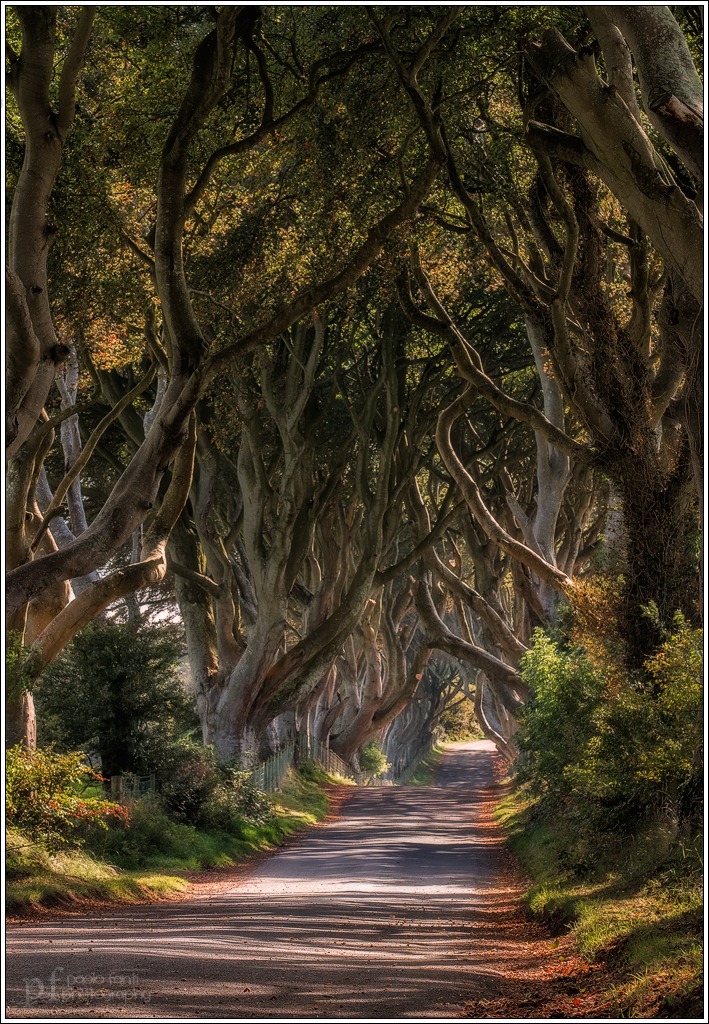 Dark Hedges