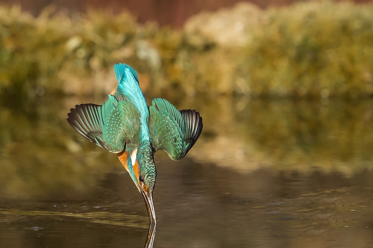 Kingfisher diving Male