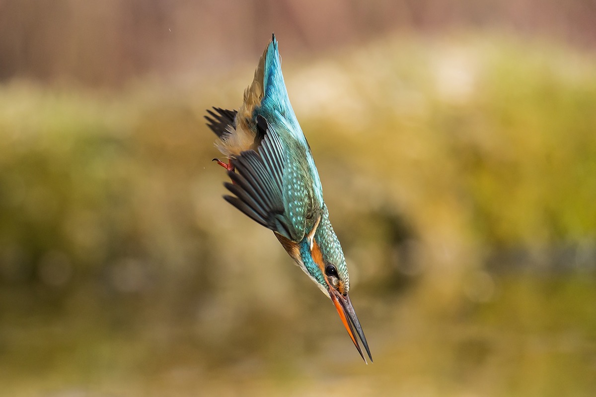 Kingfisher female diving