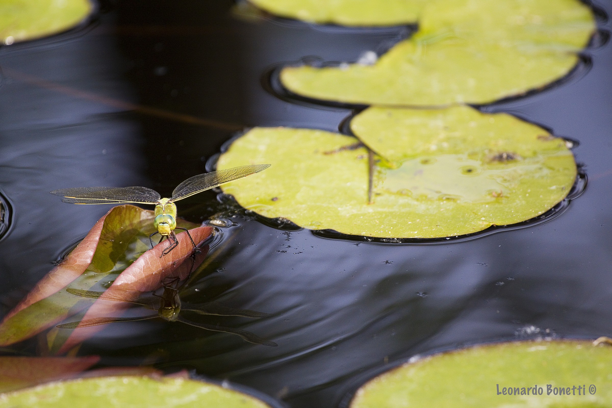 Appennino reggiano - Libellula