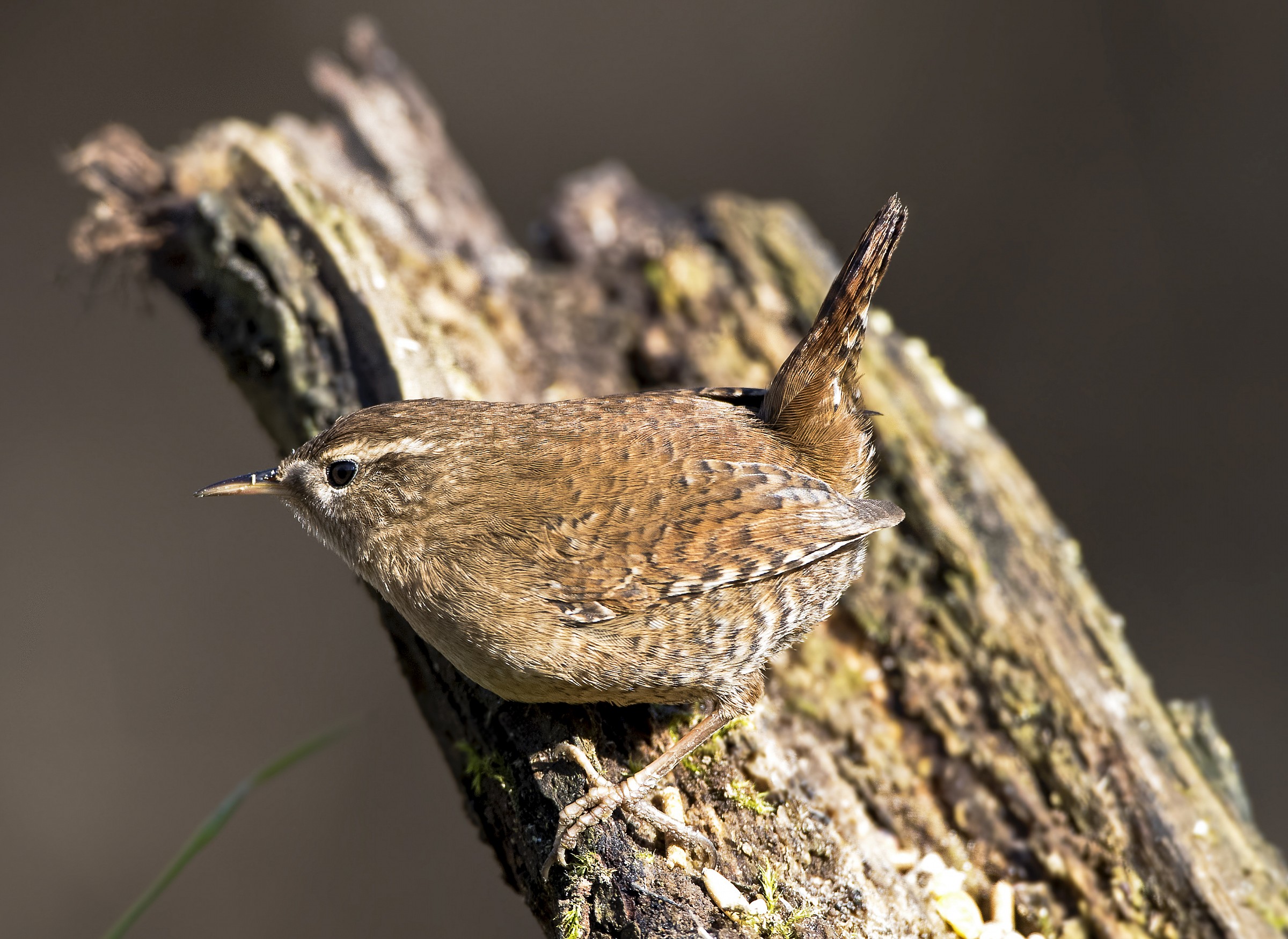 wren