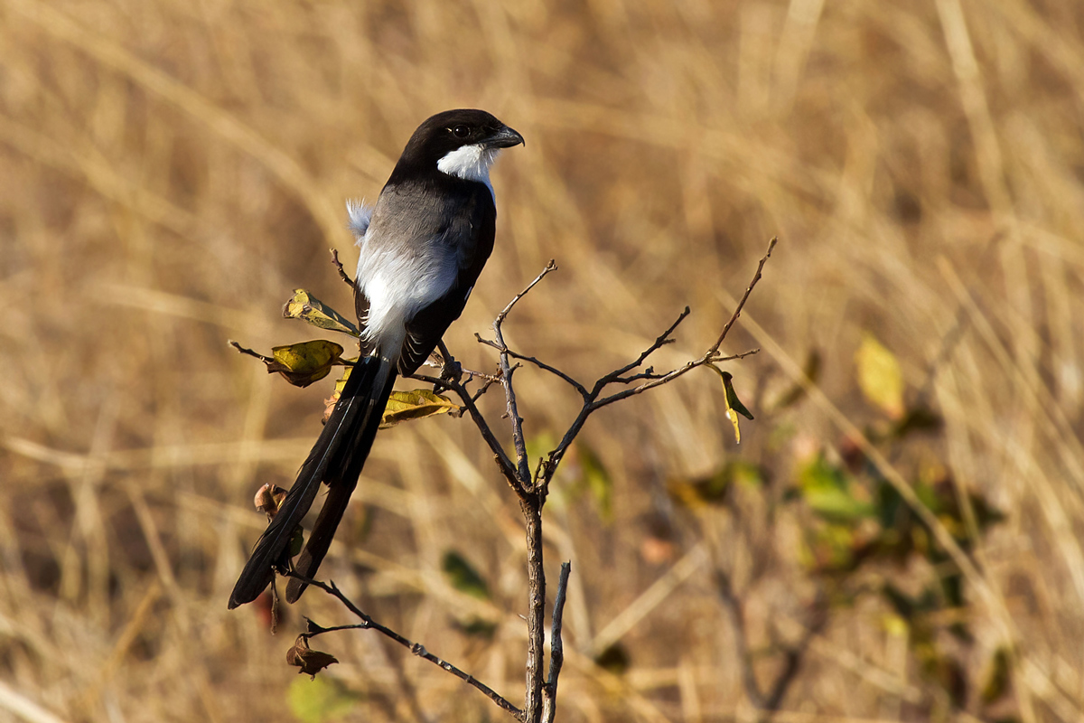 Shrike Fiscal (Fiscal Shrike)