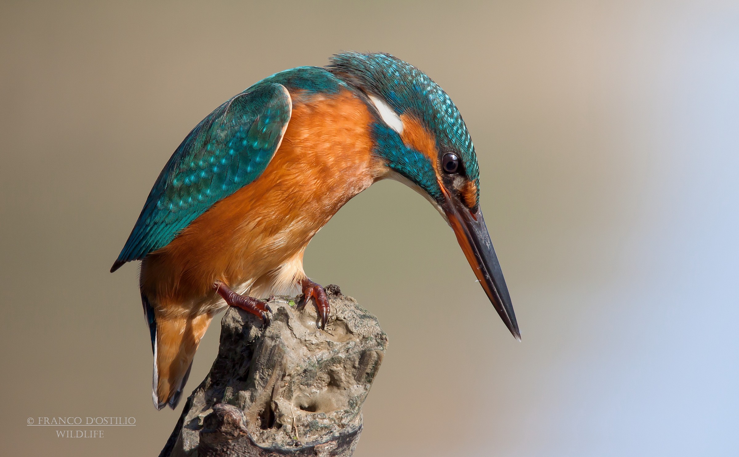 Alcedo atthis