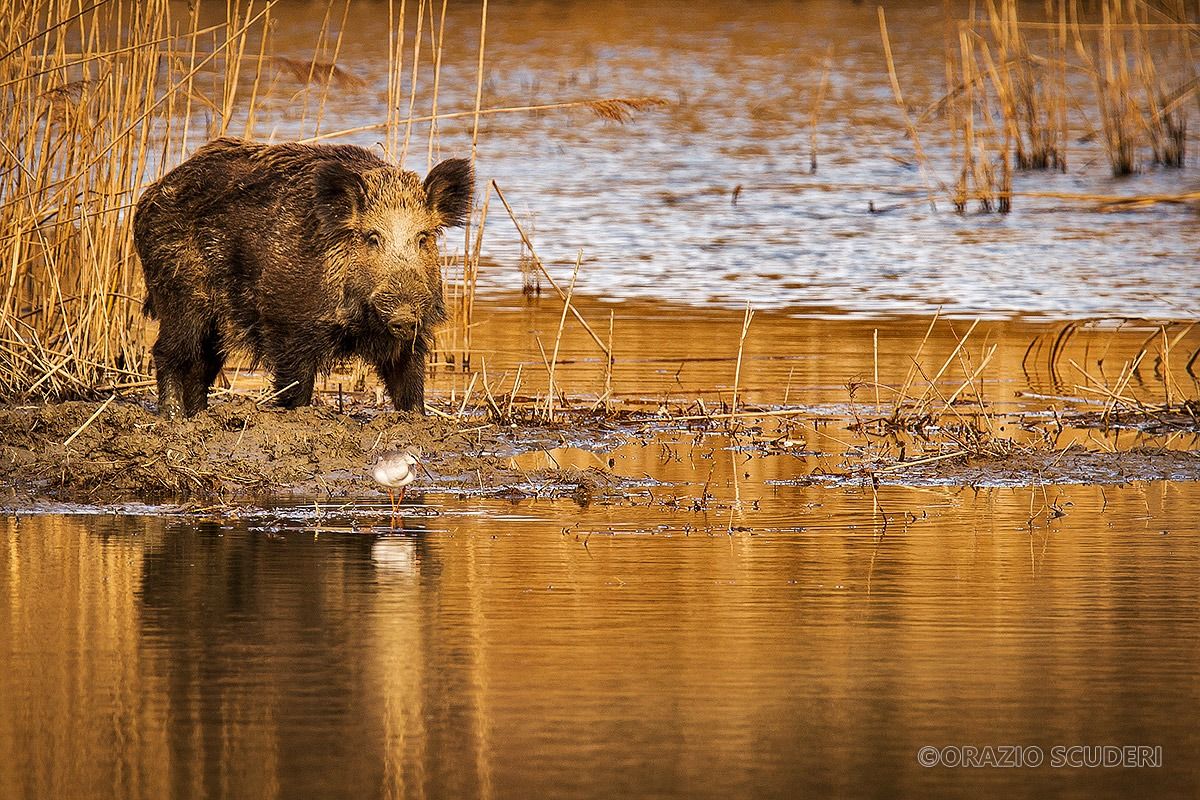 Sus scrofa&Tringa erythropus