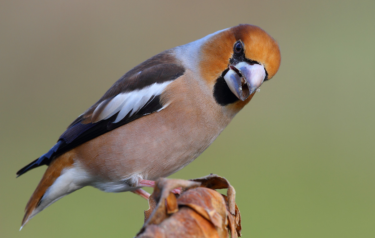 Hawfinch