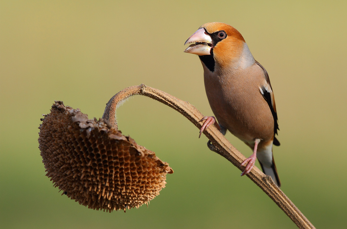 Hawfinch
