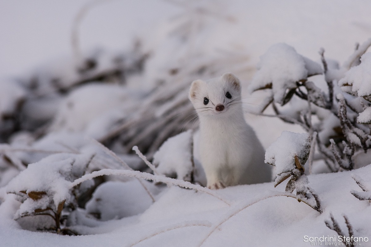 Ermellino in abito invernale