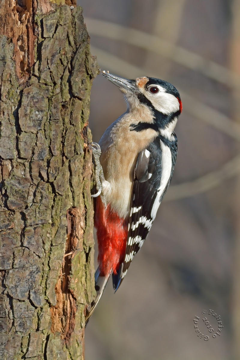 Spotted Woodpecker