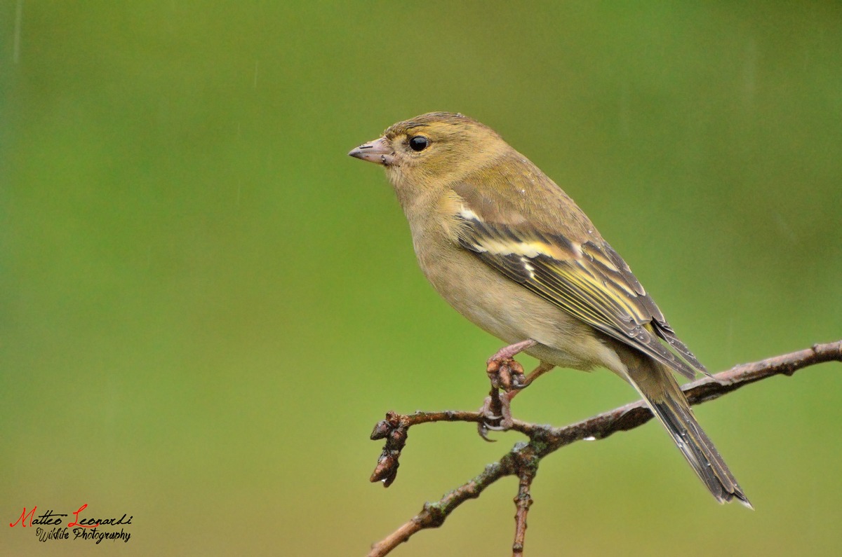Fringuello Femmina sotto la pioggia
