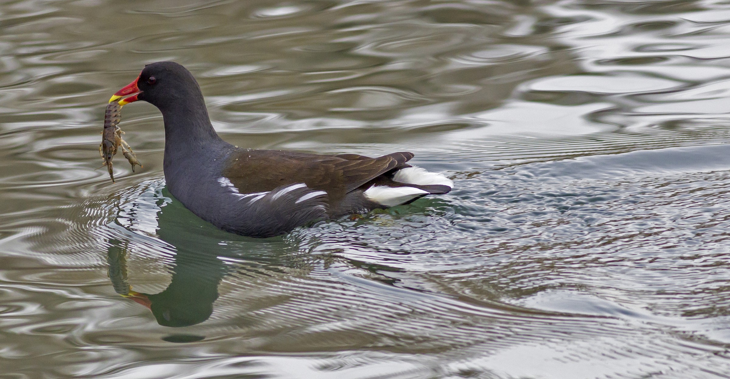 gallinella d'acqua con gambero