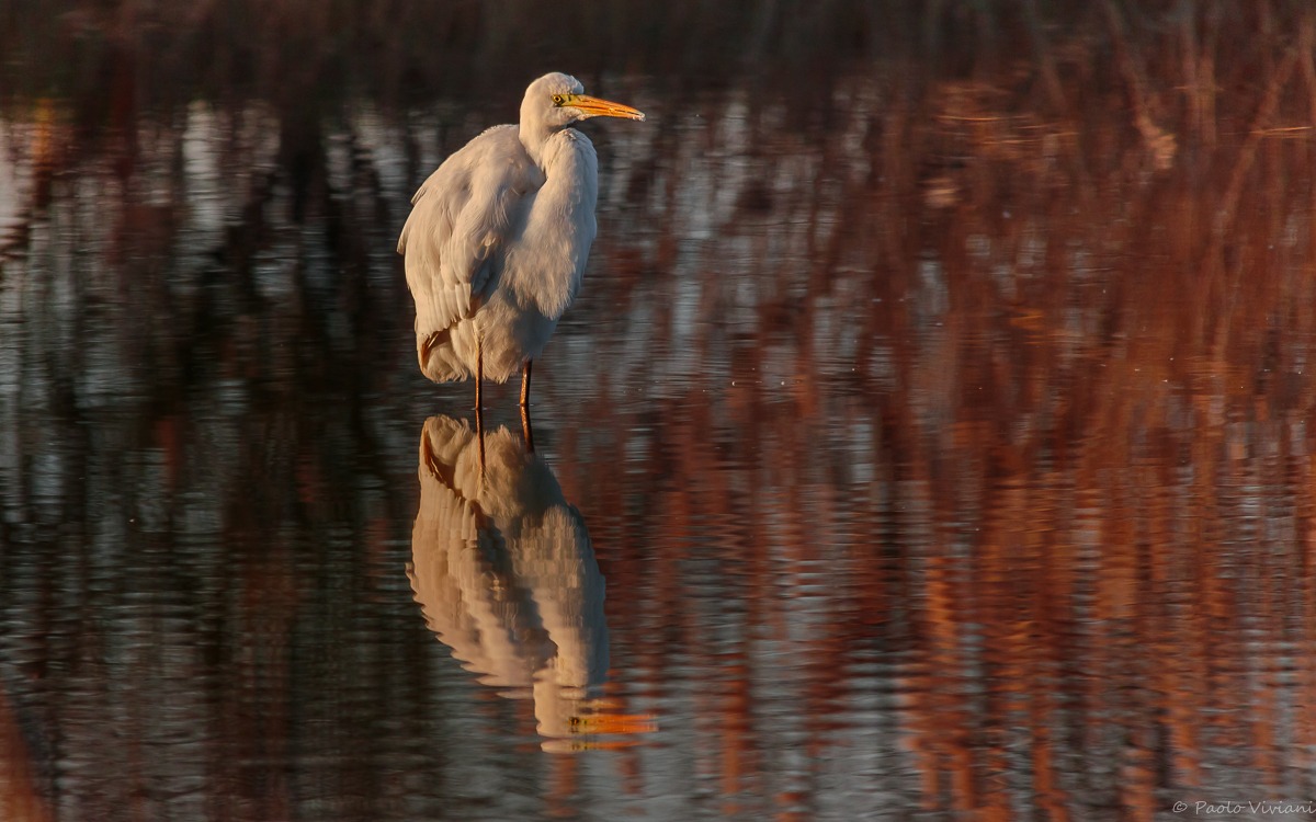 White Heron