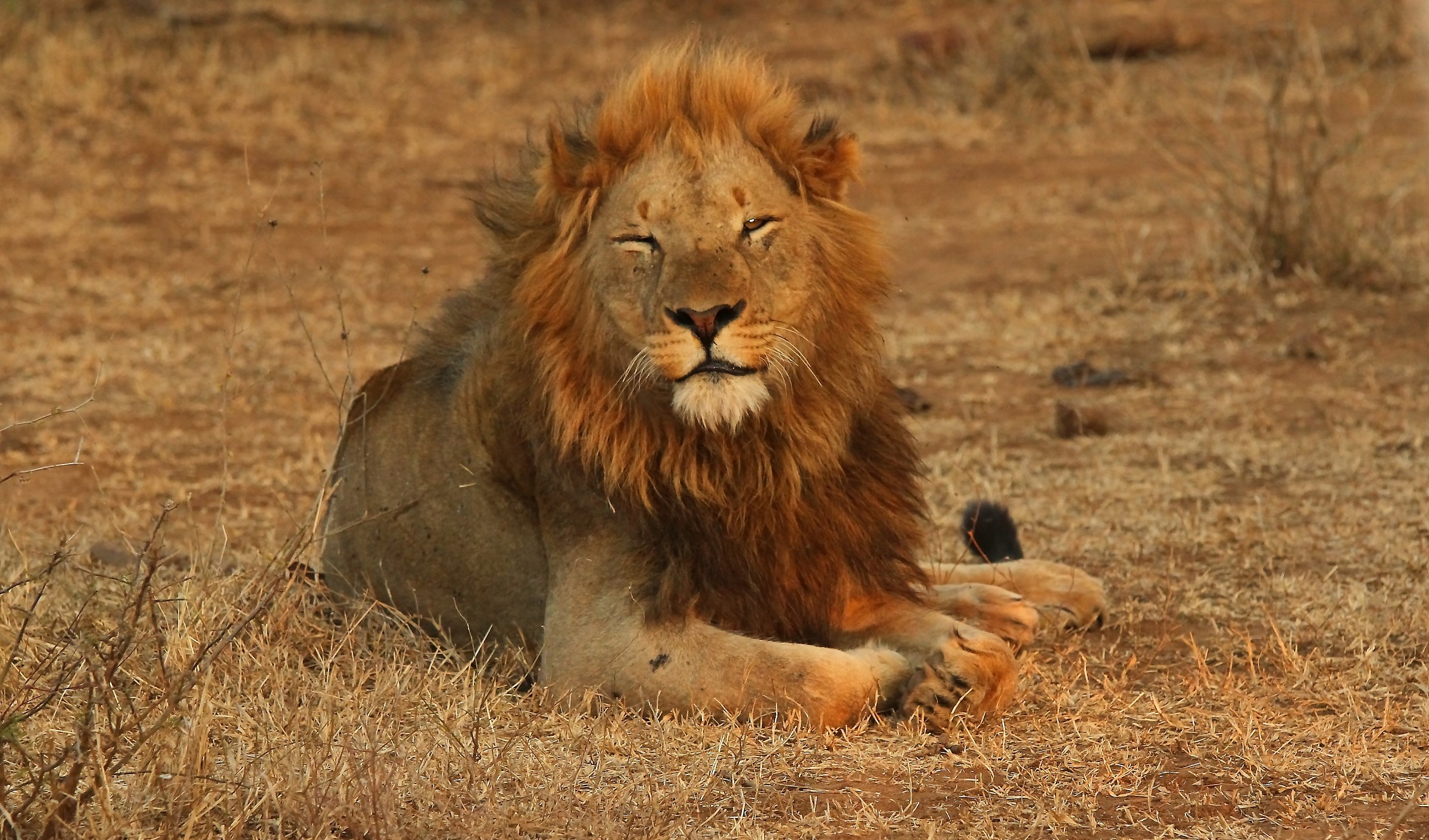King Lion II