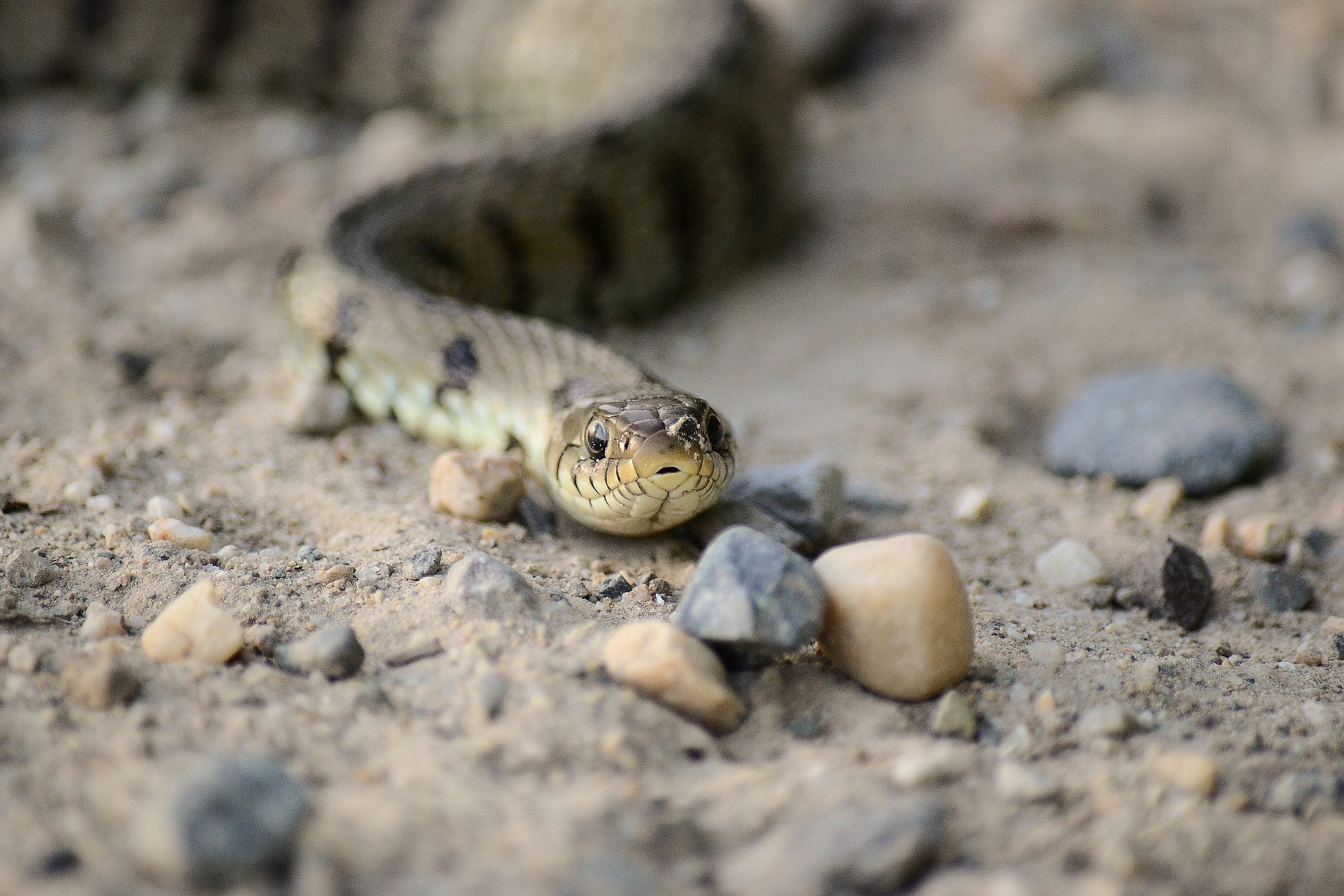 Close encounter "Natrix Natrix"