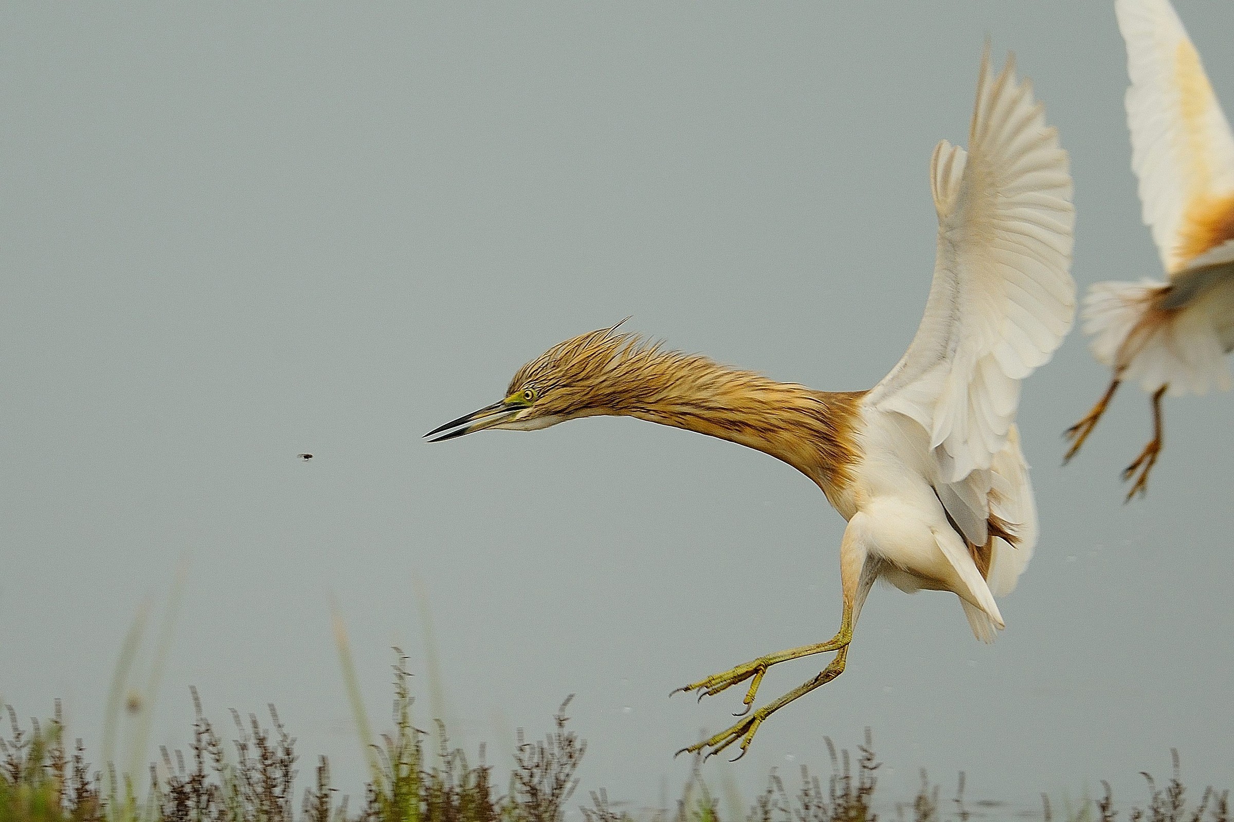 Sgarzaciuffetto e la ....mosca