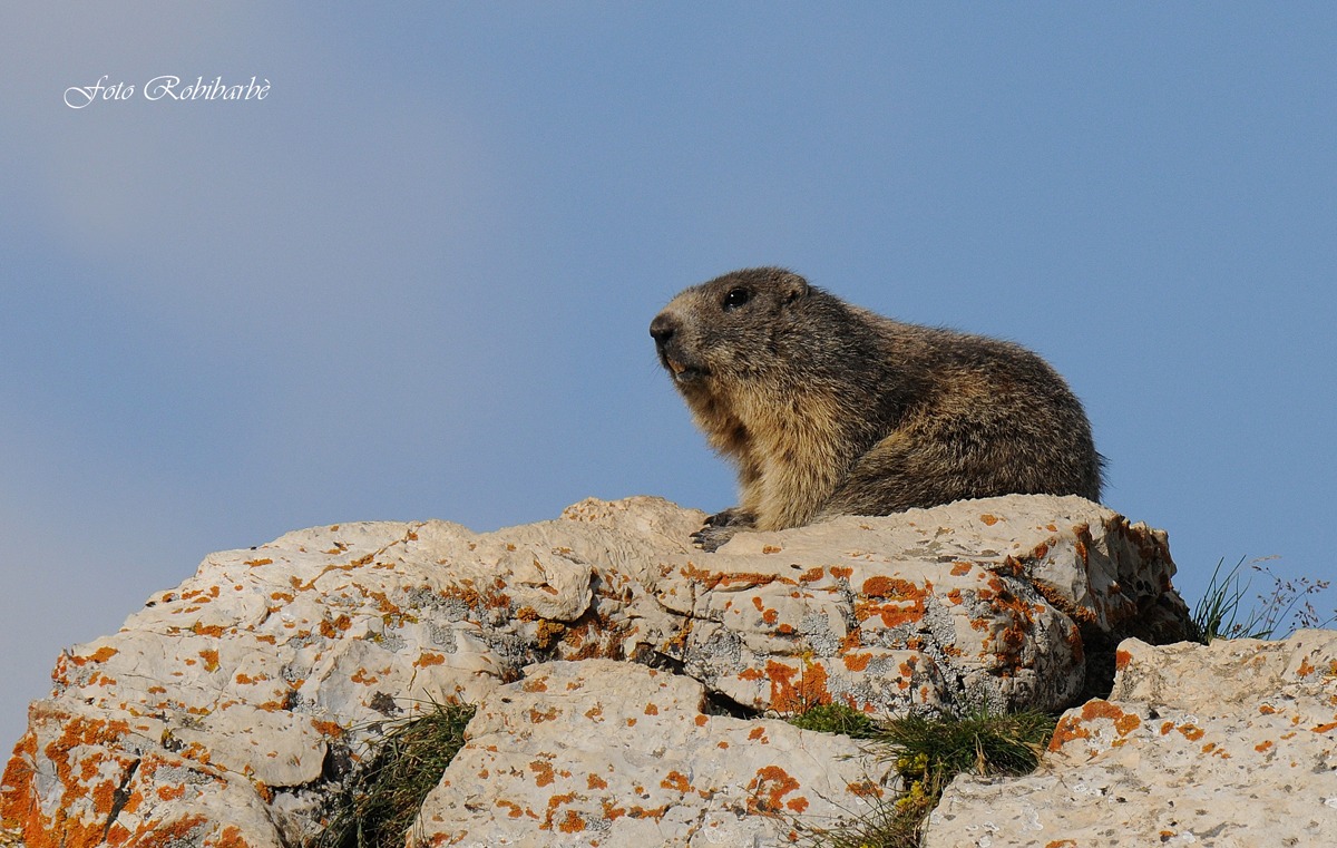 Marmotta...