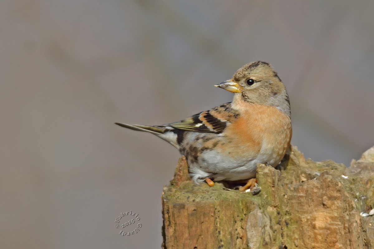 Peppola (Fringilla montfringilla)