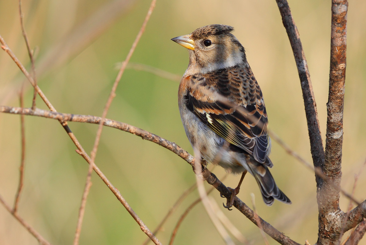 Brambling