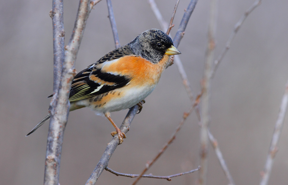 Brambling