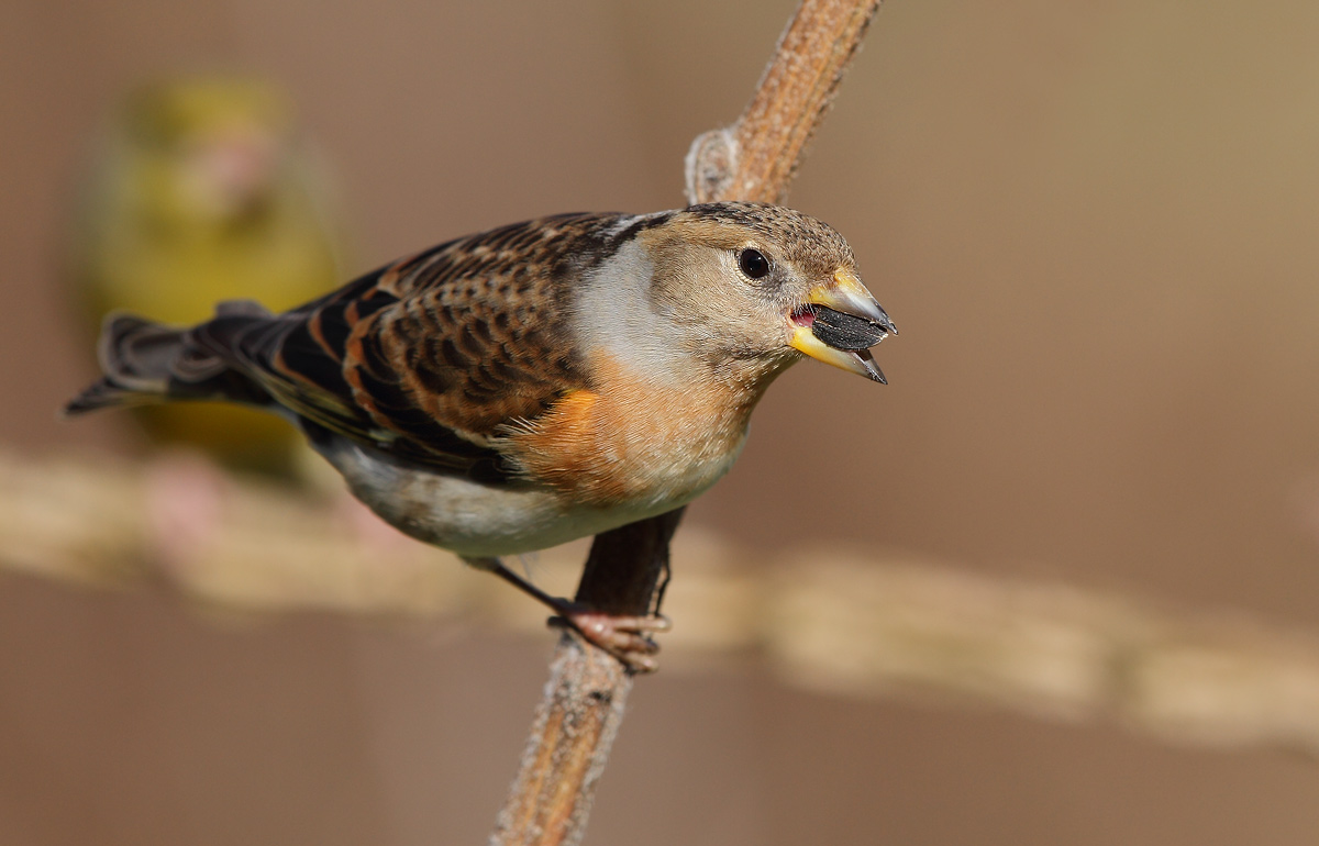 Brambling