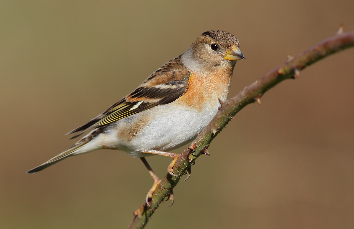 Brambling