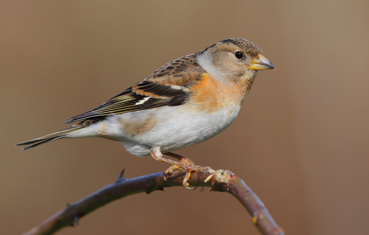 Brambling