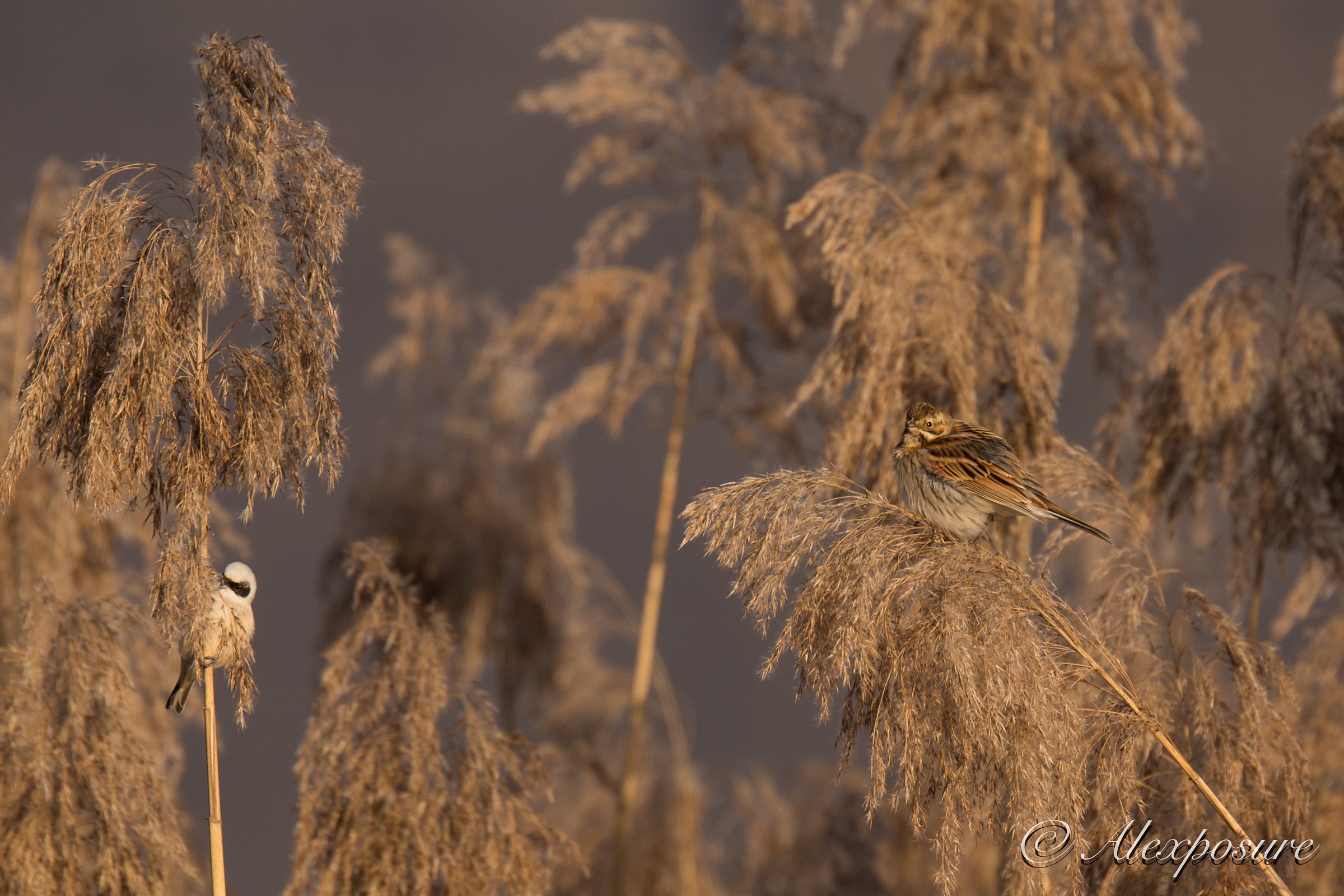 Double trapping - Migliarino and Pendolino