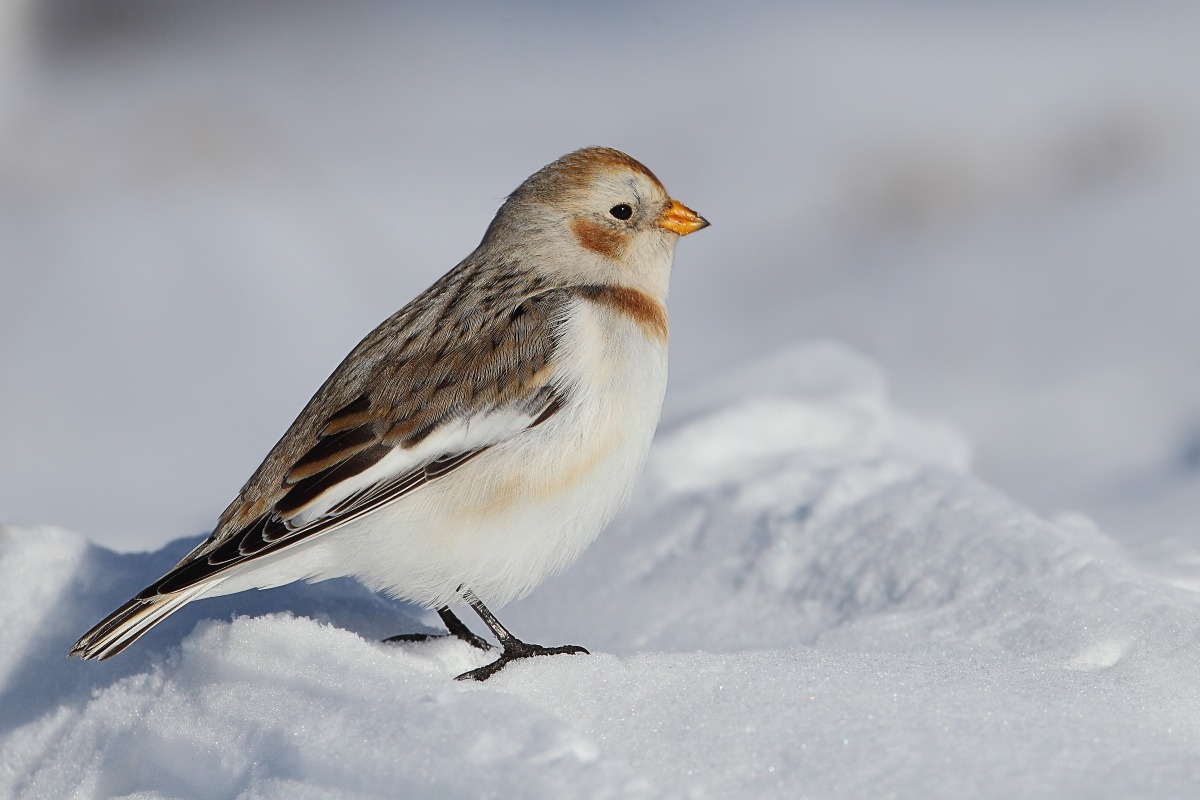 Snow Bunting