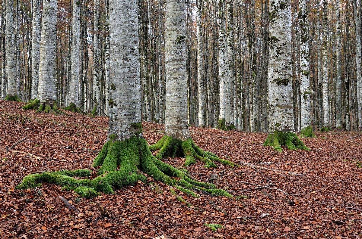 faggeta 5 - Cansiglio