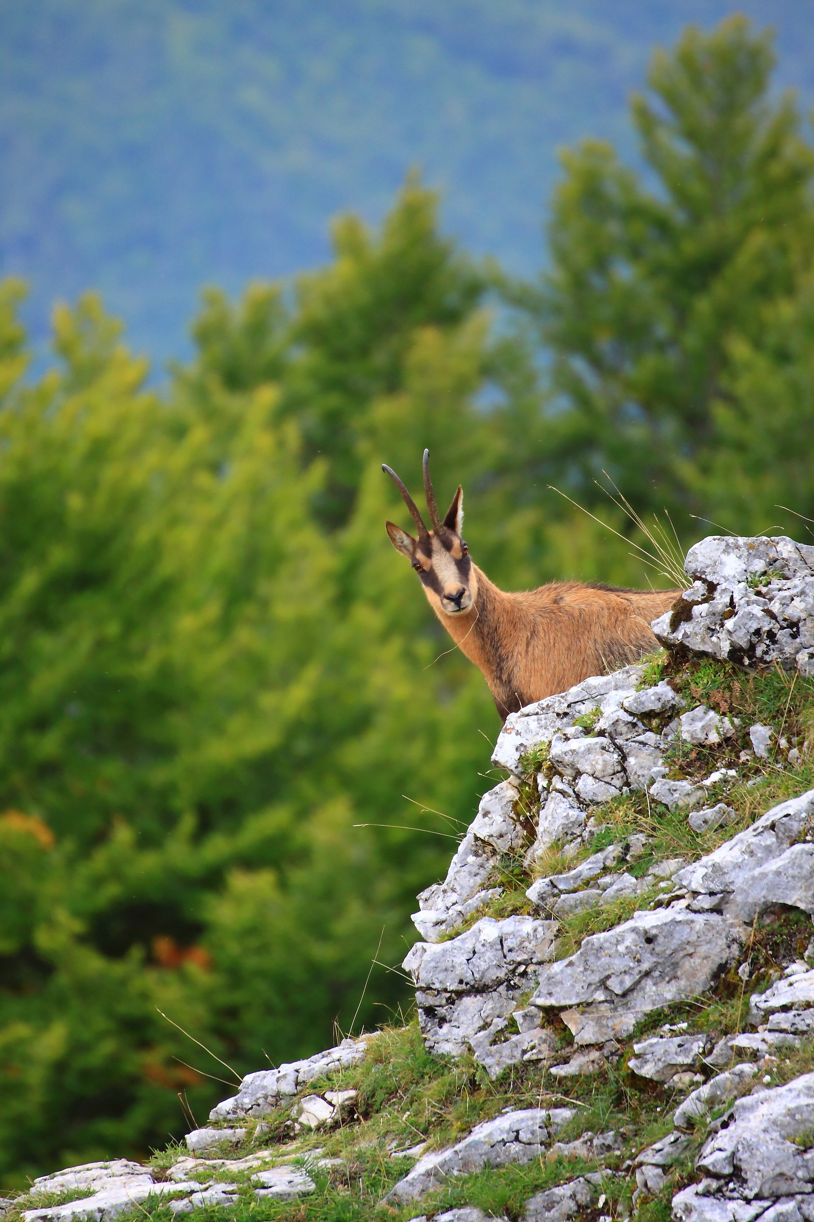 Camoscio curioso sul monte Amaro
