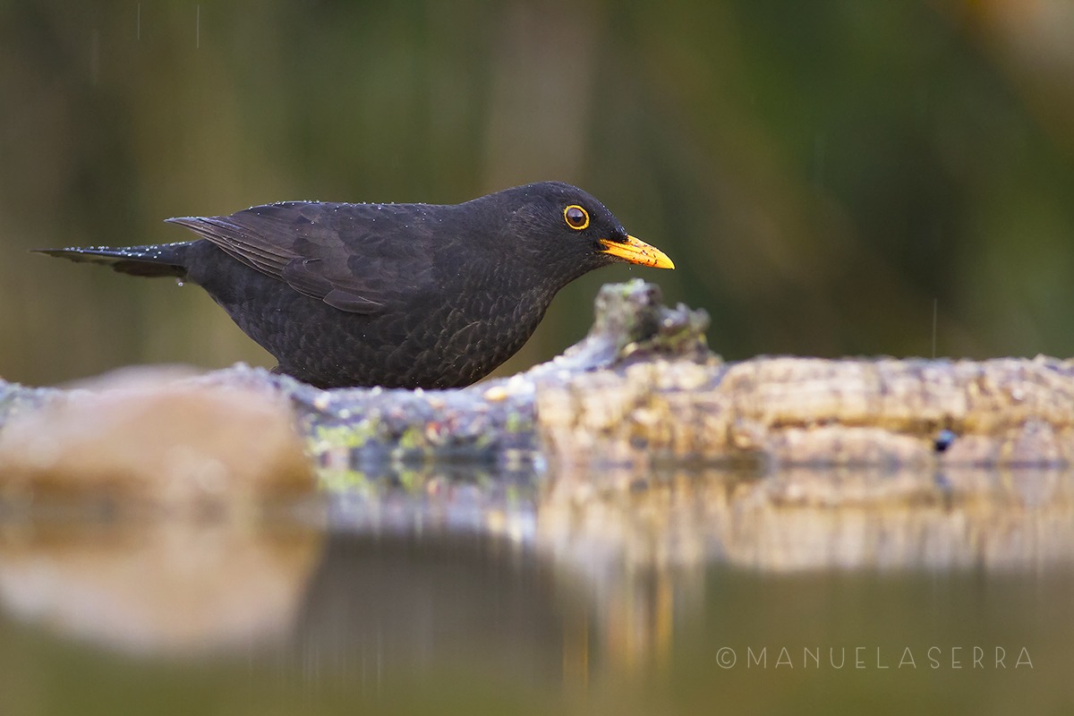 Aspettando i giorni della merla
