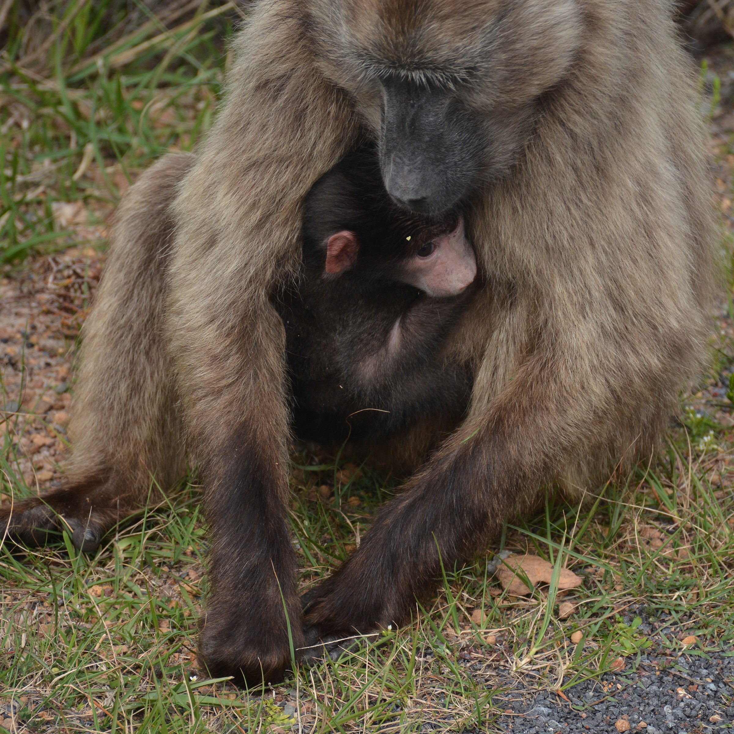 Baboons