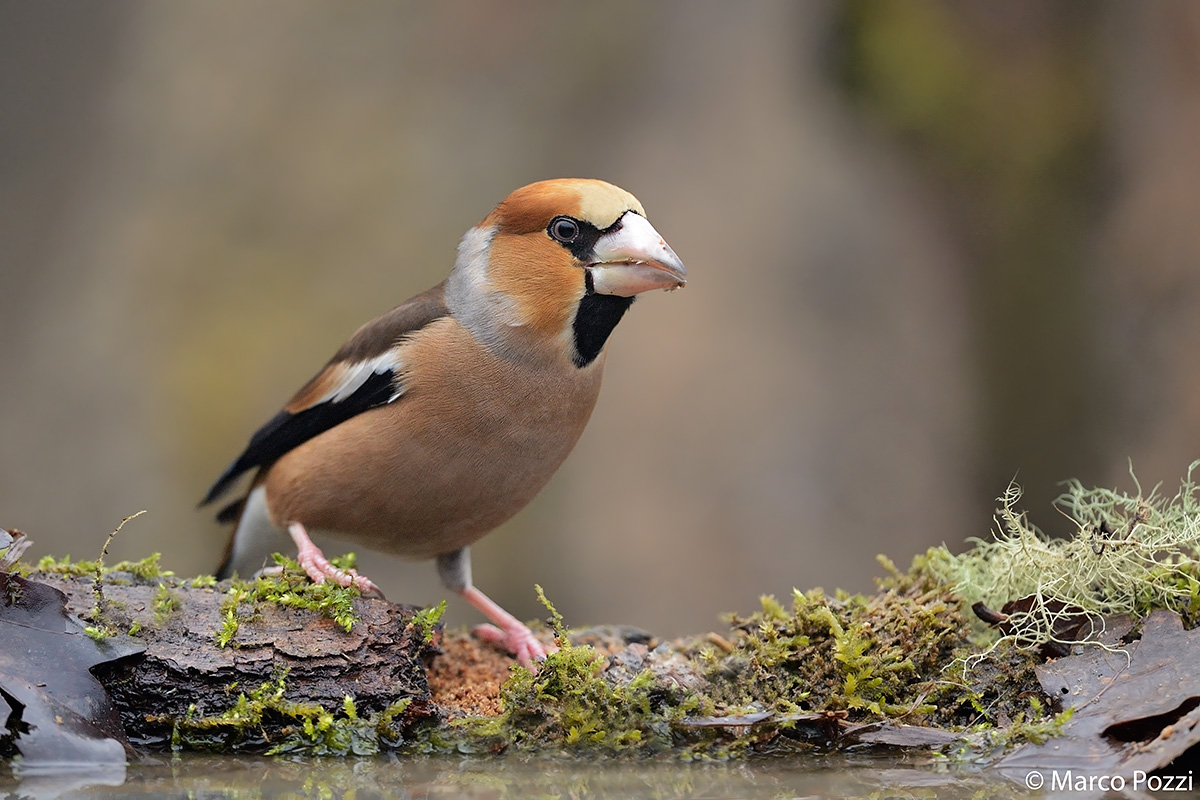 Frosone, frosone mio!