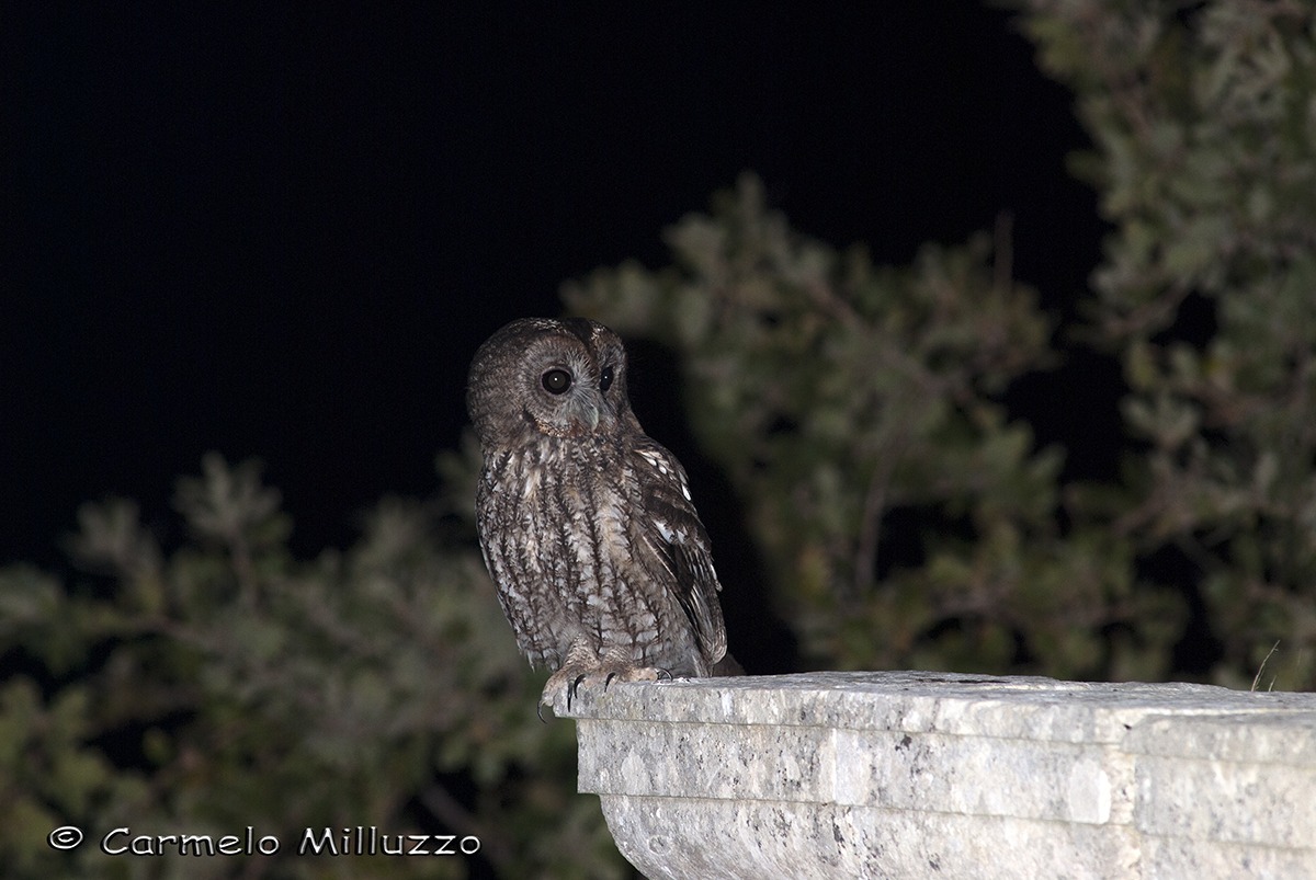 Allocco  sul cornicione _Strix aluco_