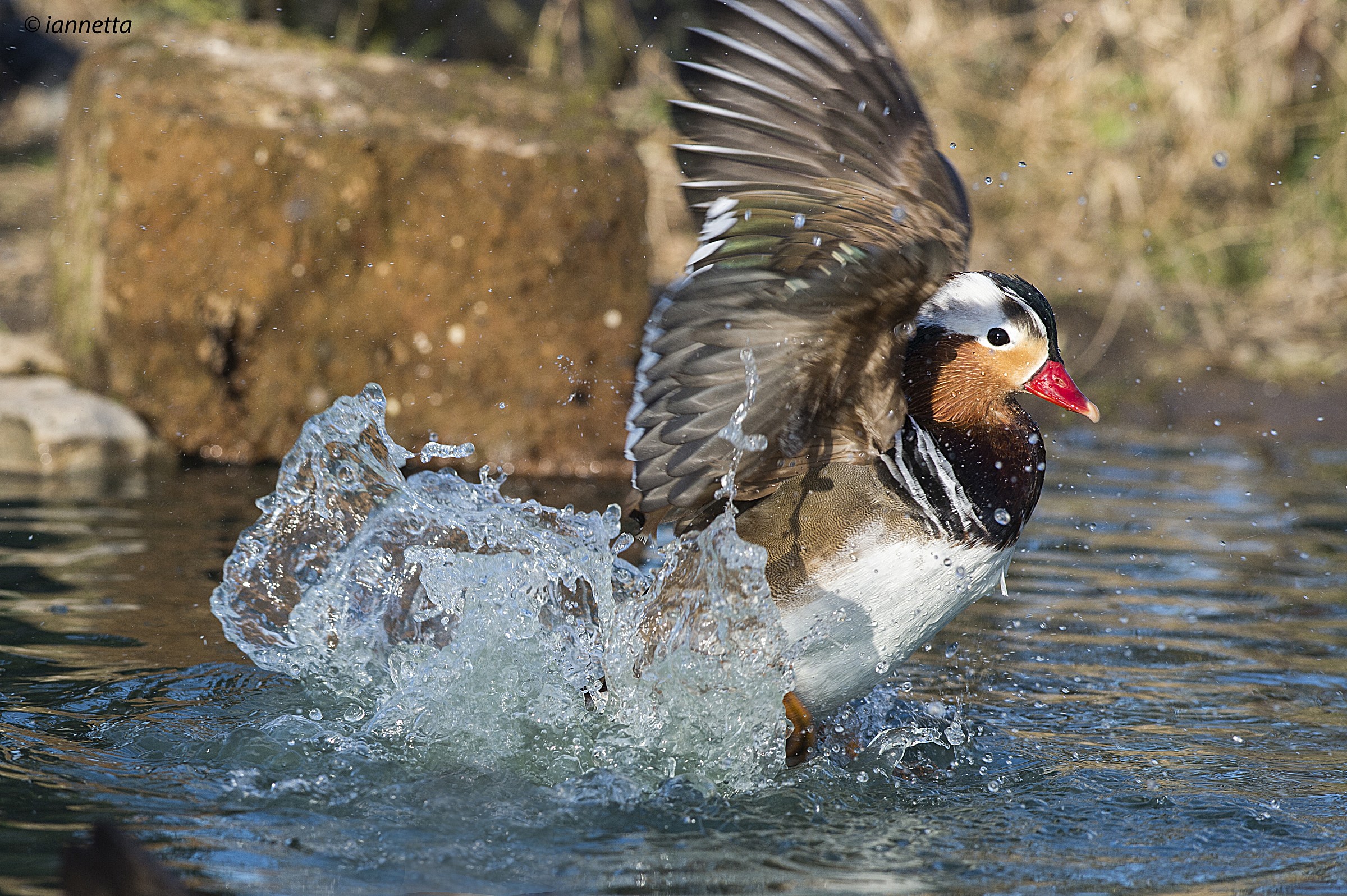 arrival mandarin duck
