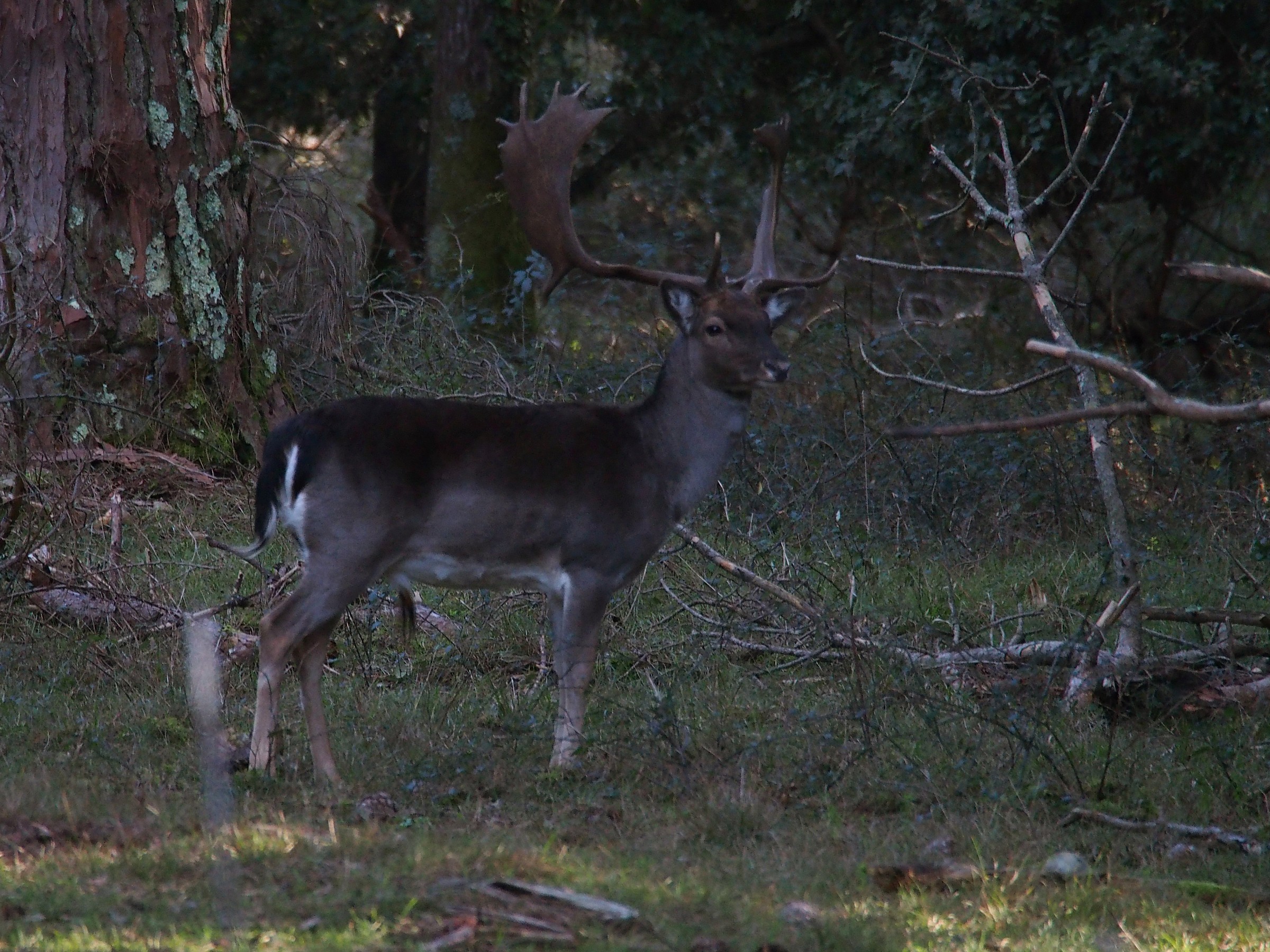 pride of being young