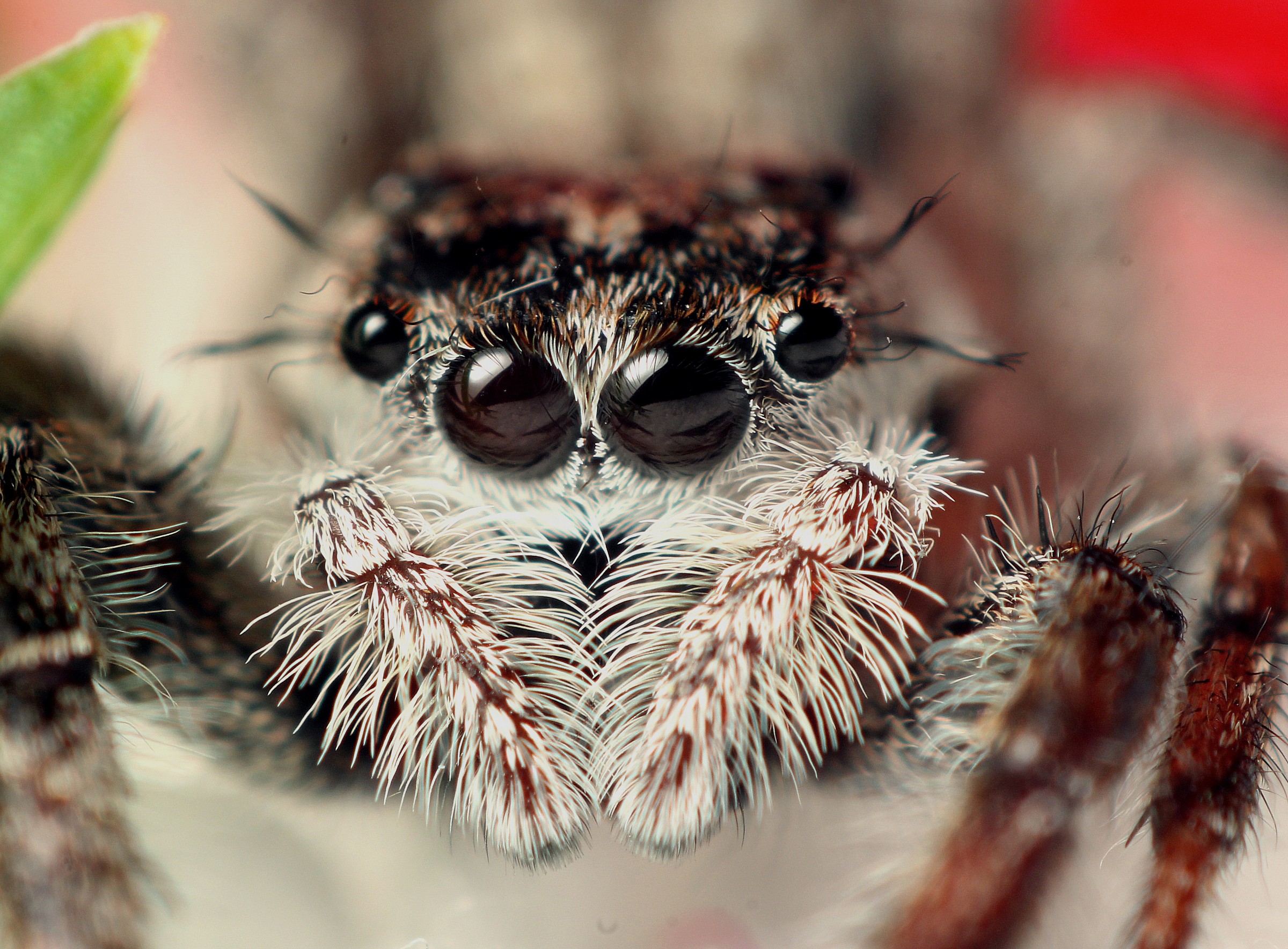 Grigio muro di Jumping Spider