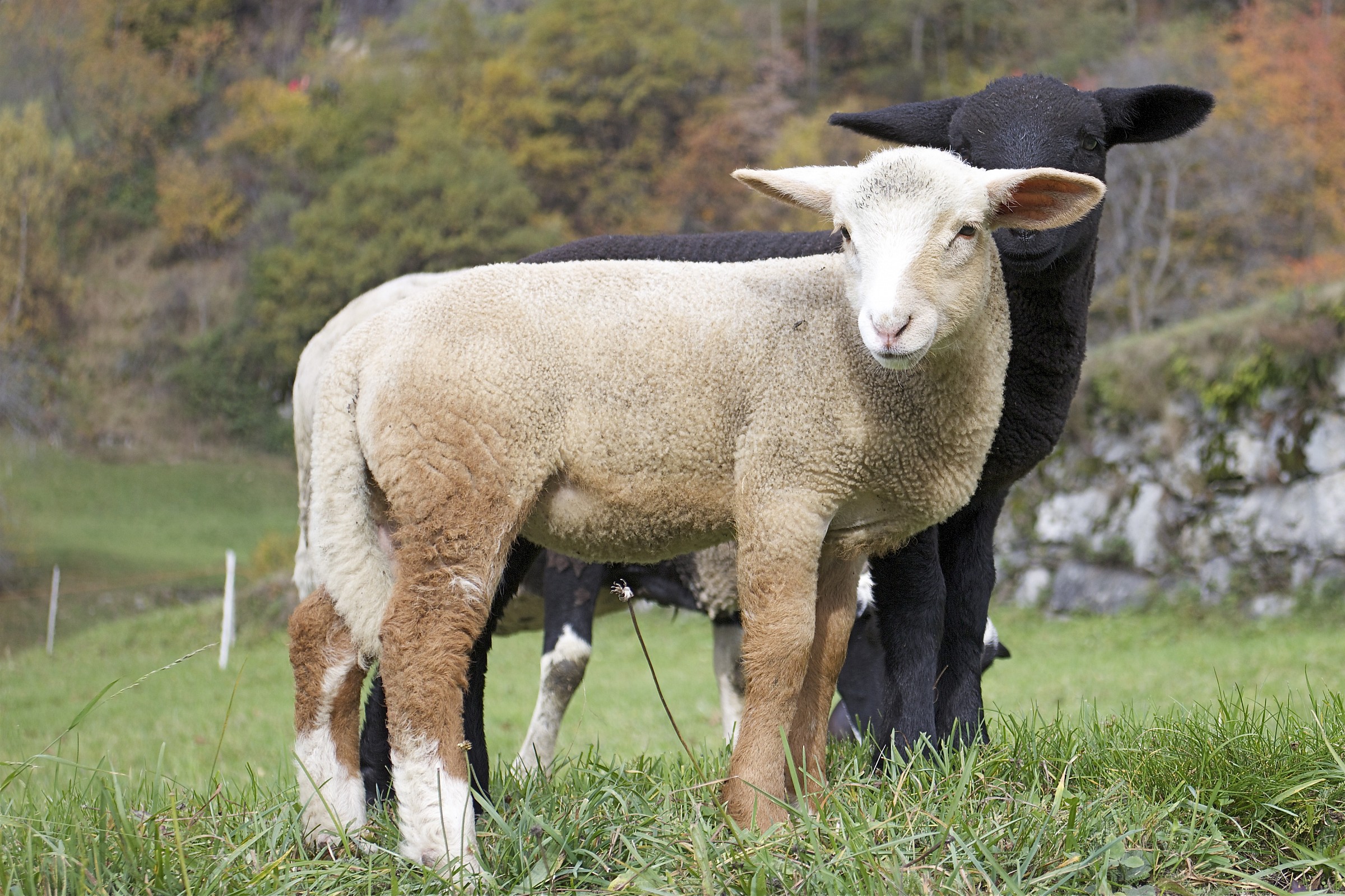 Black and White models